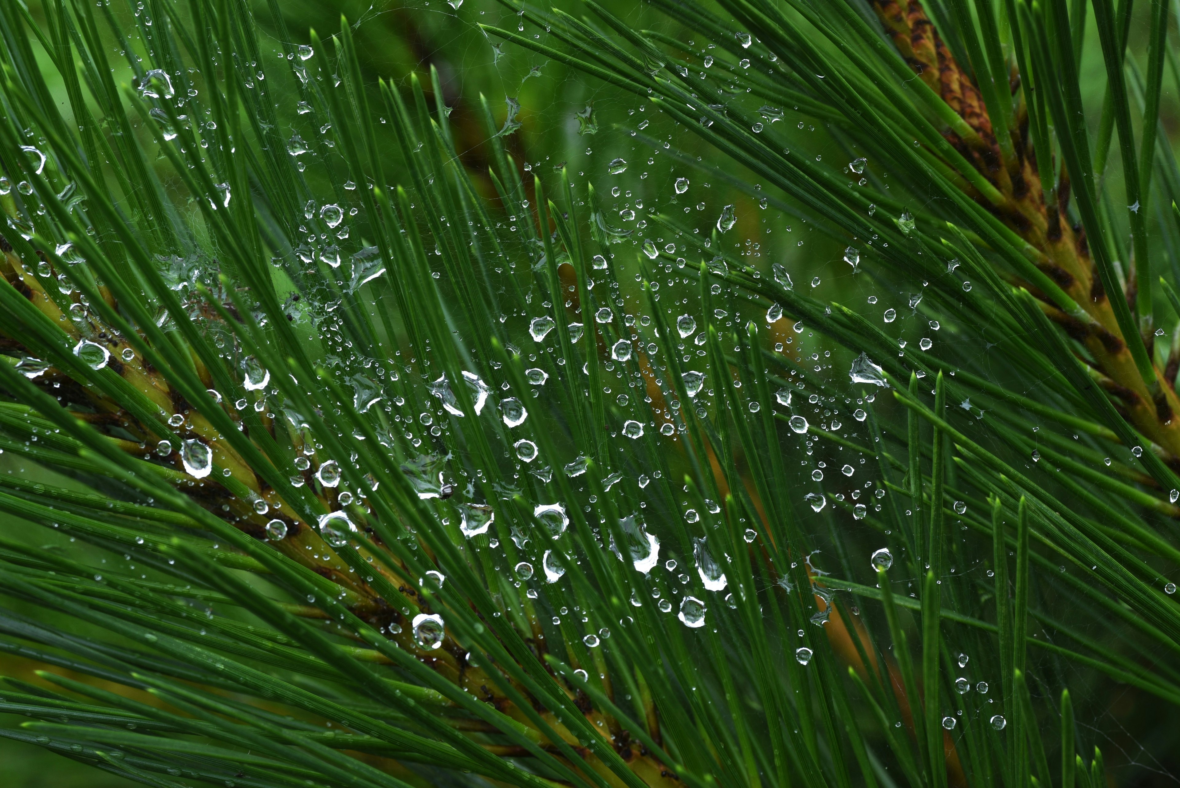 Nahaufnahme von grünen Kiefernnadeln mit Wassertropfen