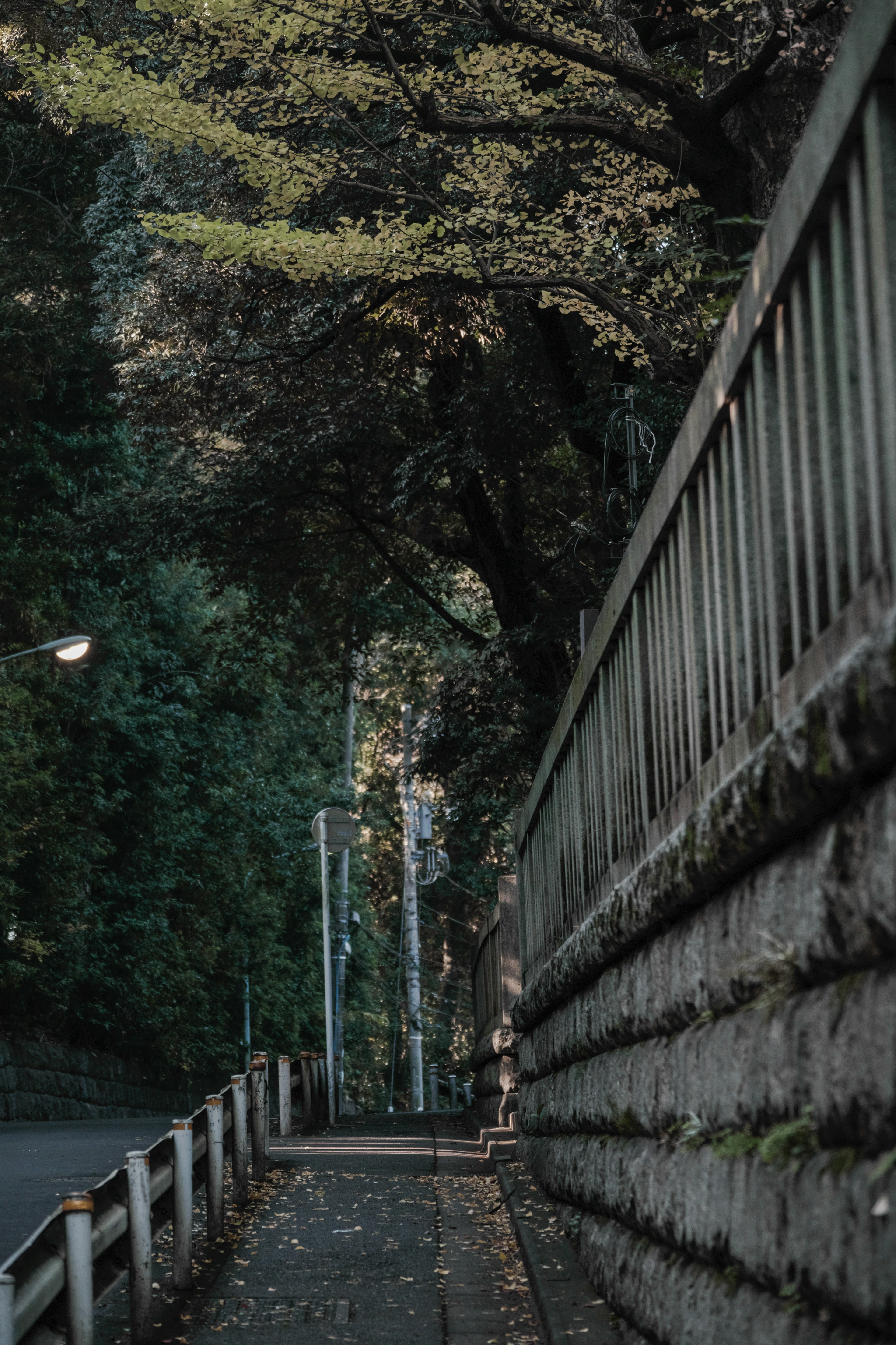 Scena di strada tranquilla con alberi rigogliosi e un muro di pietra