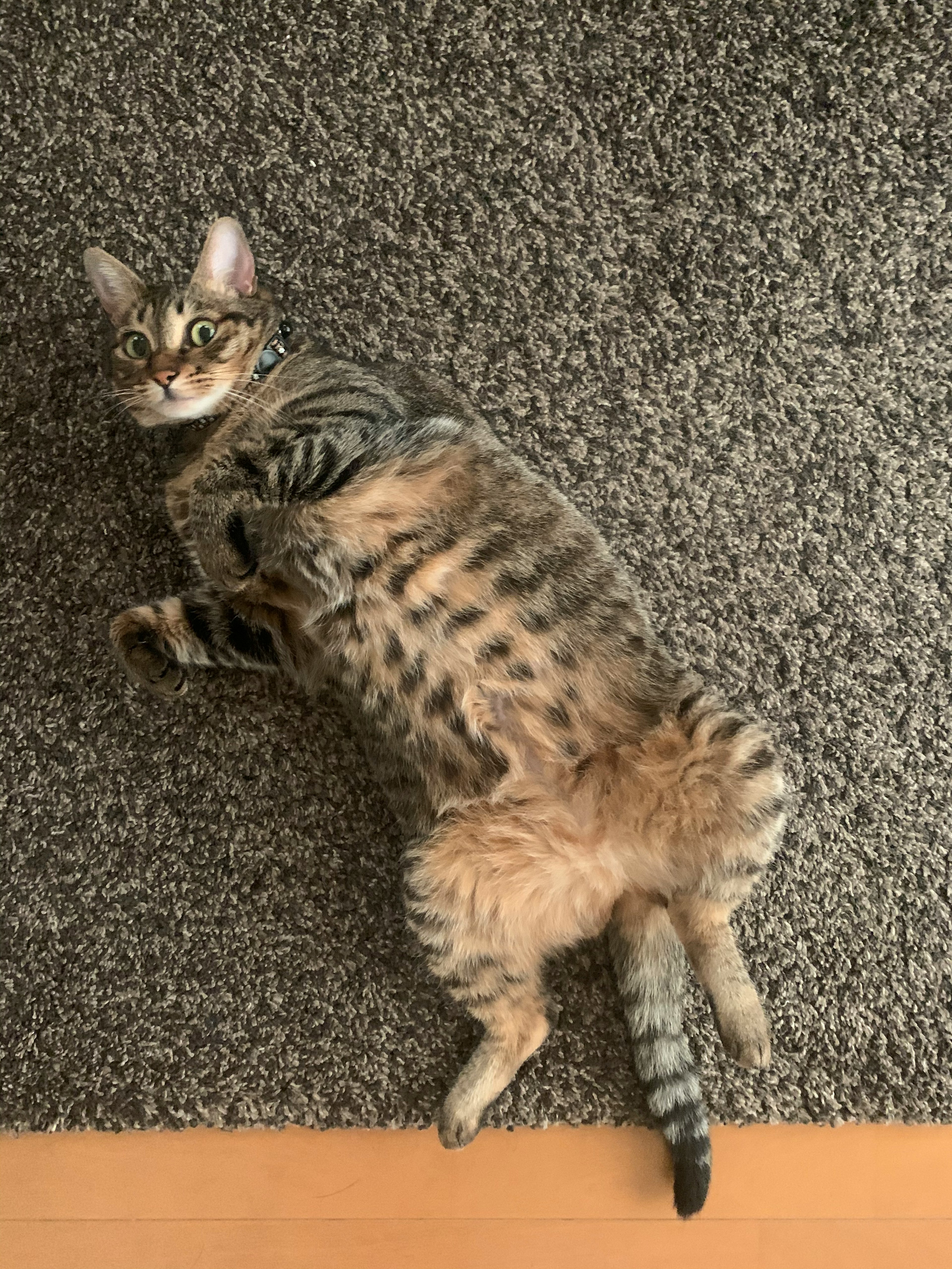 Brown spotted cat lying on a textured gray carpet