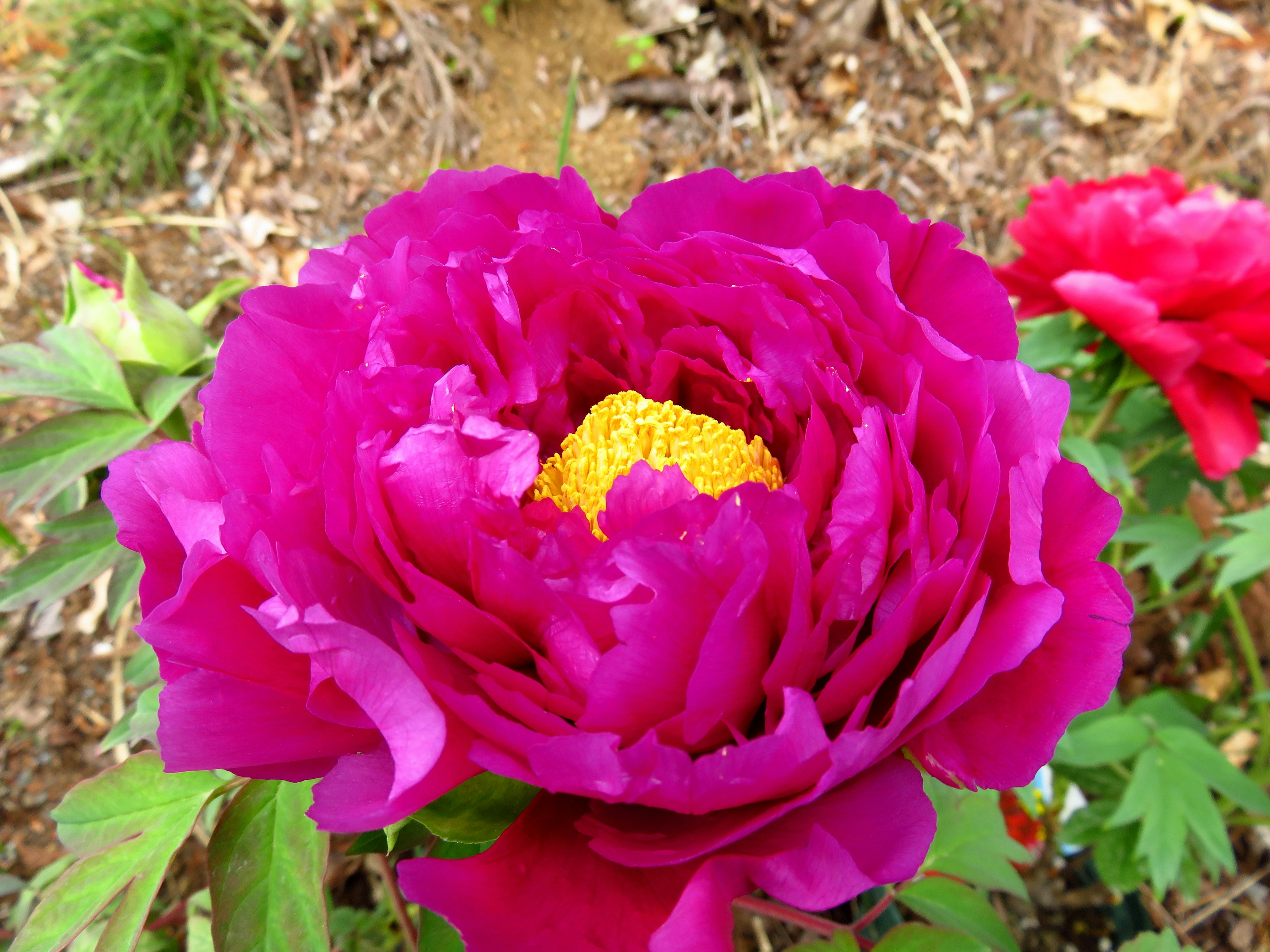 Flor de peonía púrpura vibrante con un centro amarillo