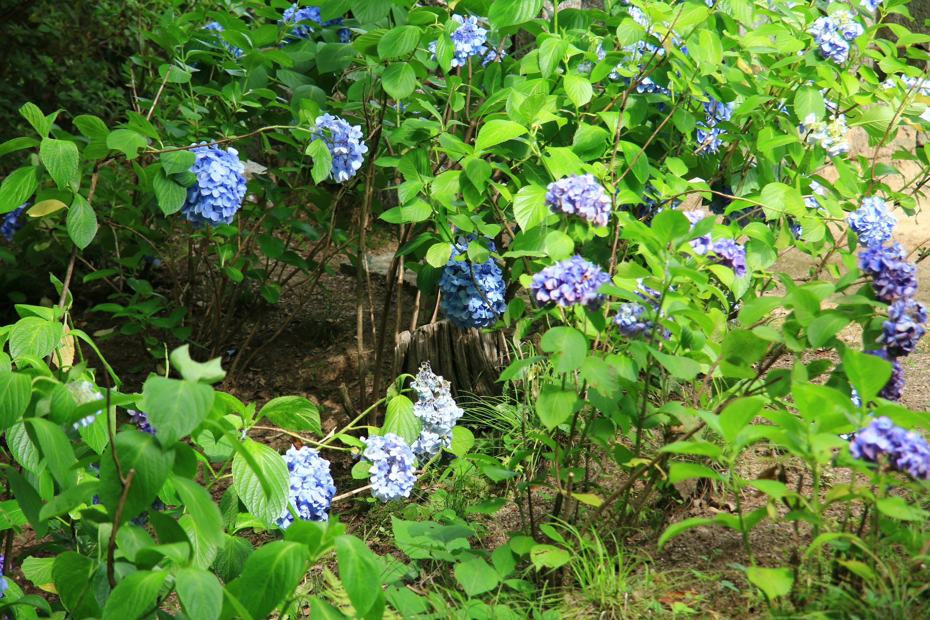 Blue hydrangea flowers blooming among green leaves