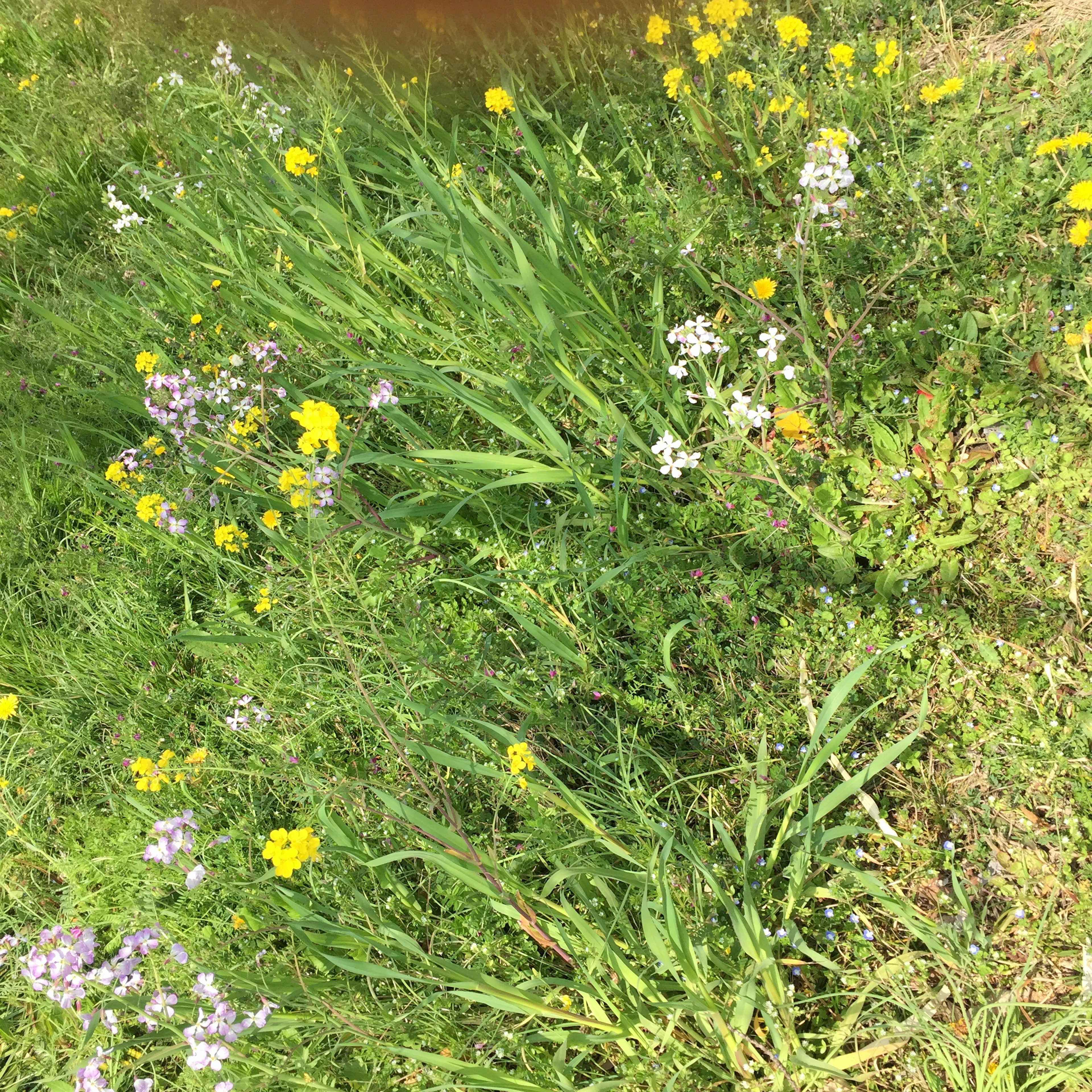 色彩斑斓的野花在綠色草地上綻放