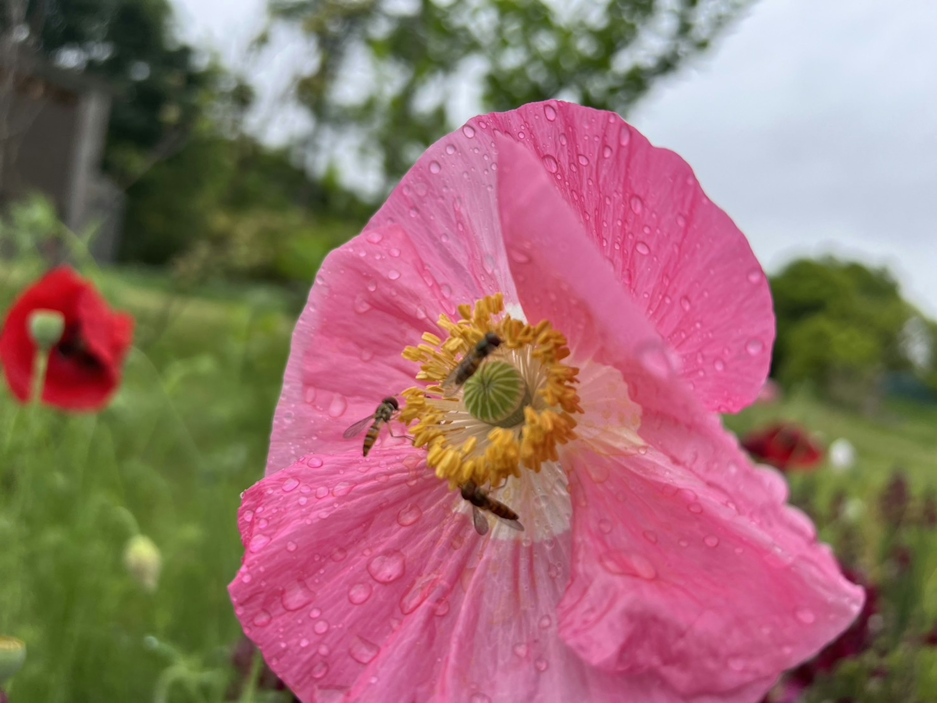 Gros plan d'une fleur rose avec des gouttes de pluie et une fleur rouge en arrière-plan