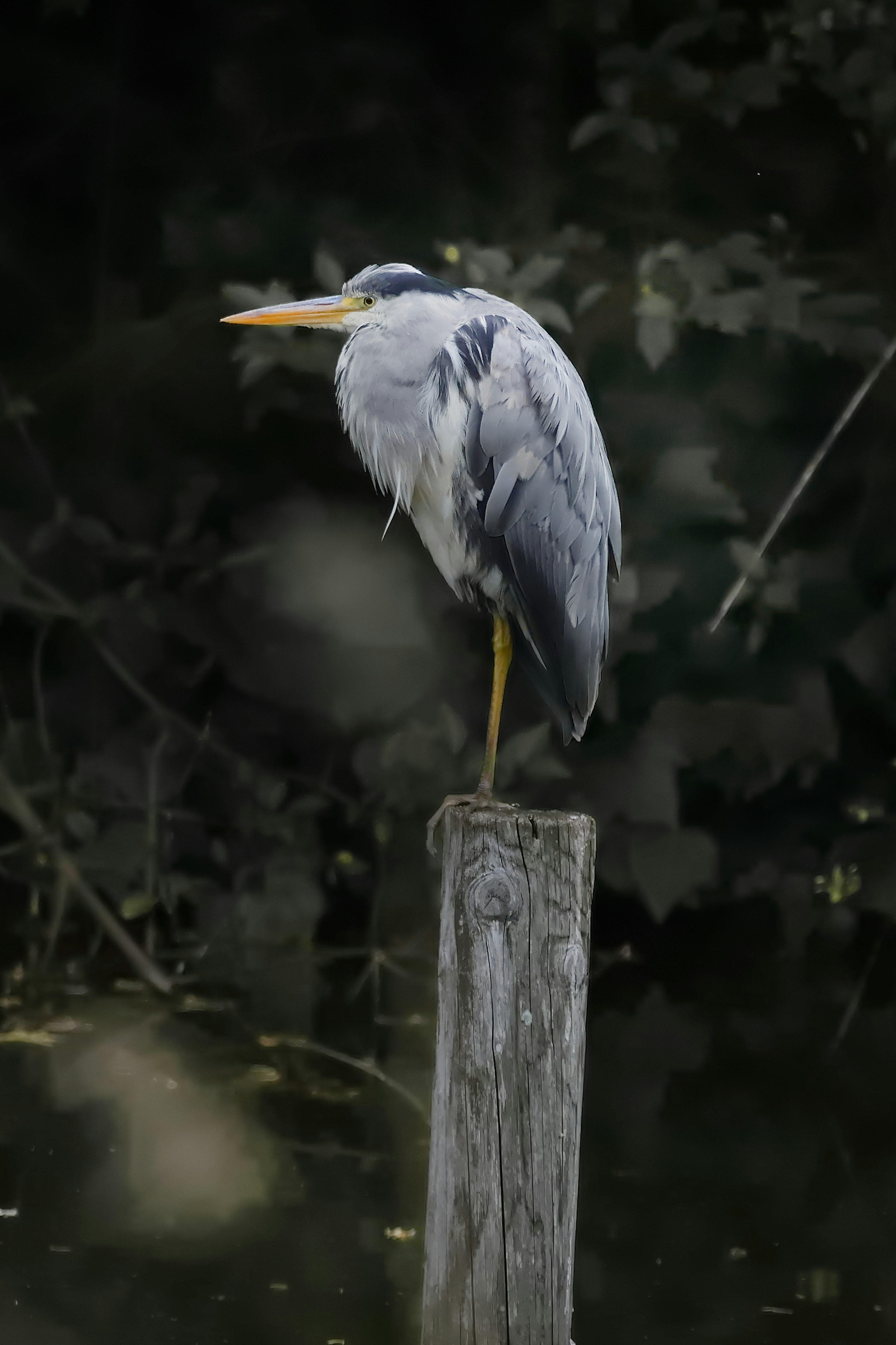 Héron gris perché sur un poteau en bois