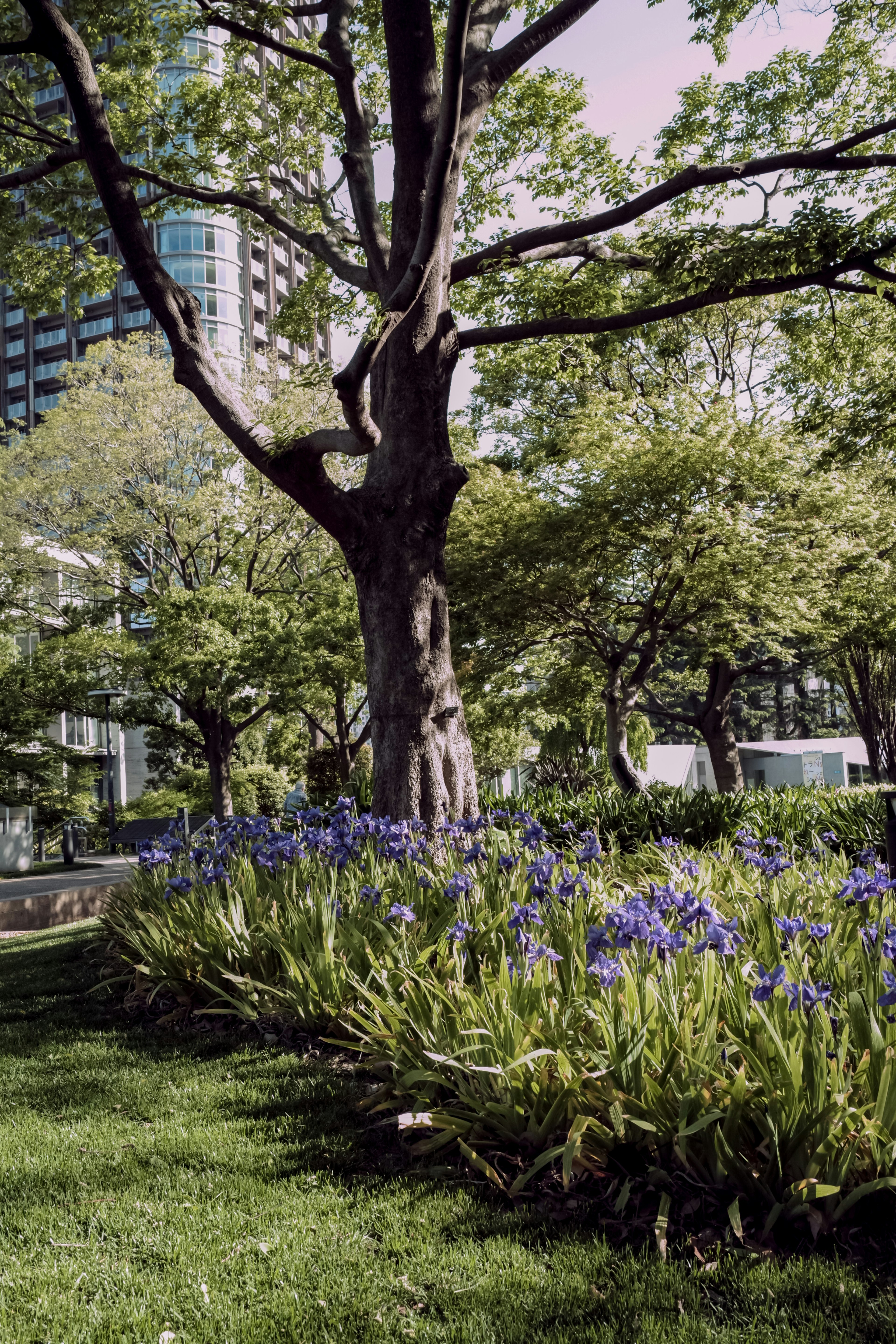 Park scene with green grass and blooming purple flowers Large tree and buildings in the background