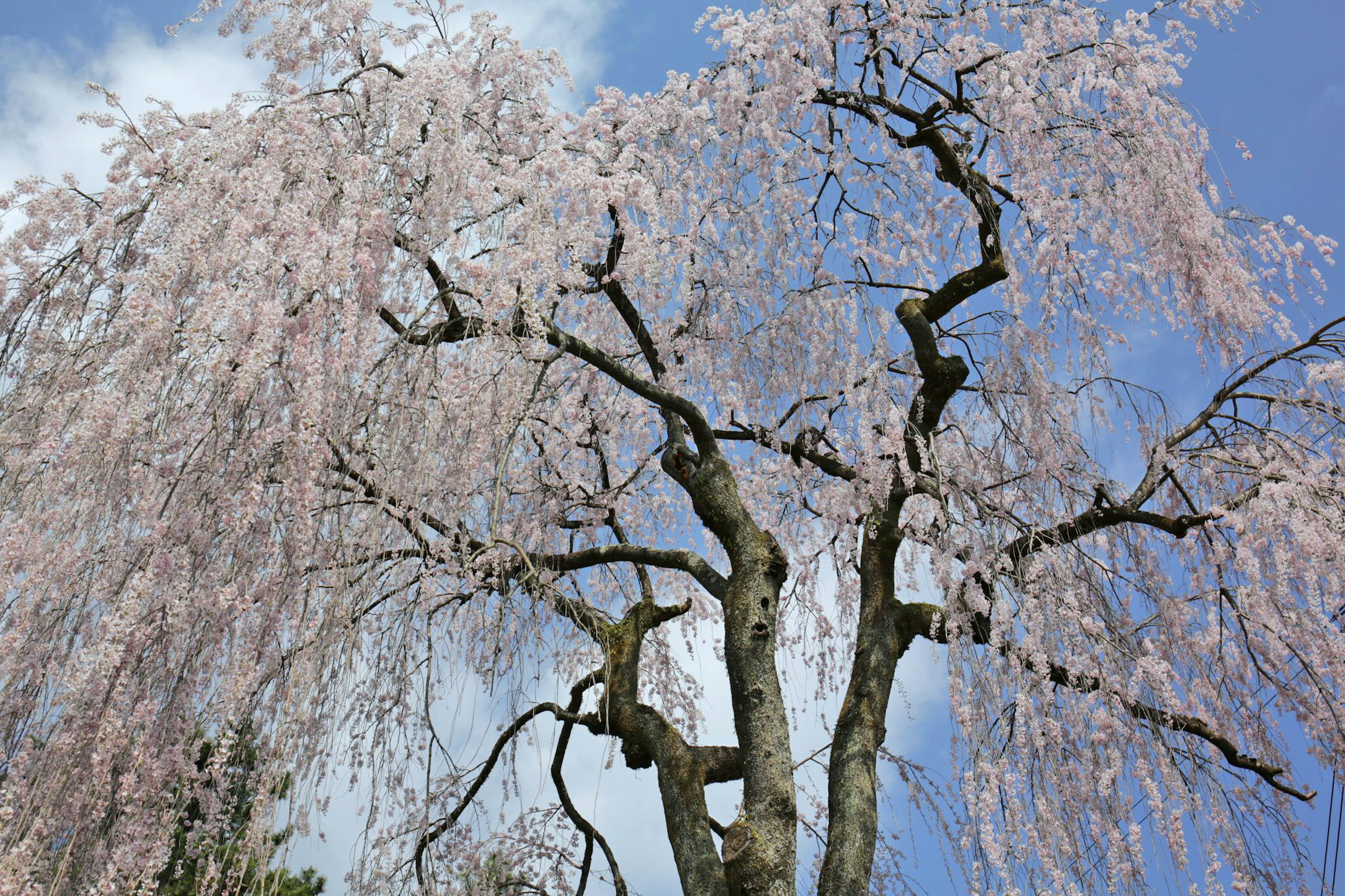 Ein Weidenbaum mit zarten rosa Blüten, die gegen einen blauen Himmel hängen