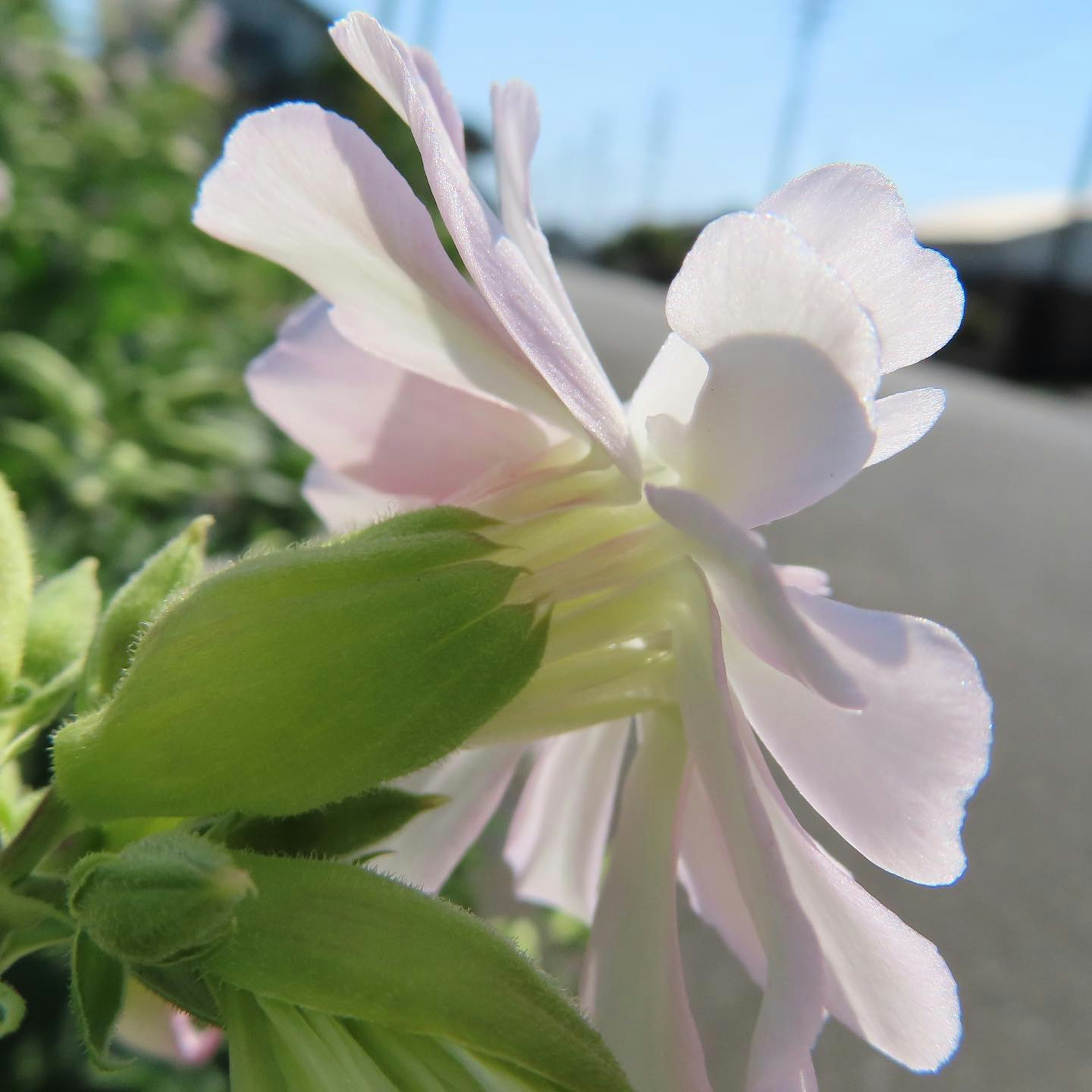 Close-up of a pale pink flower side view with green leaves and blue sky background