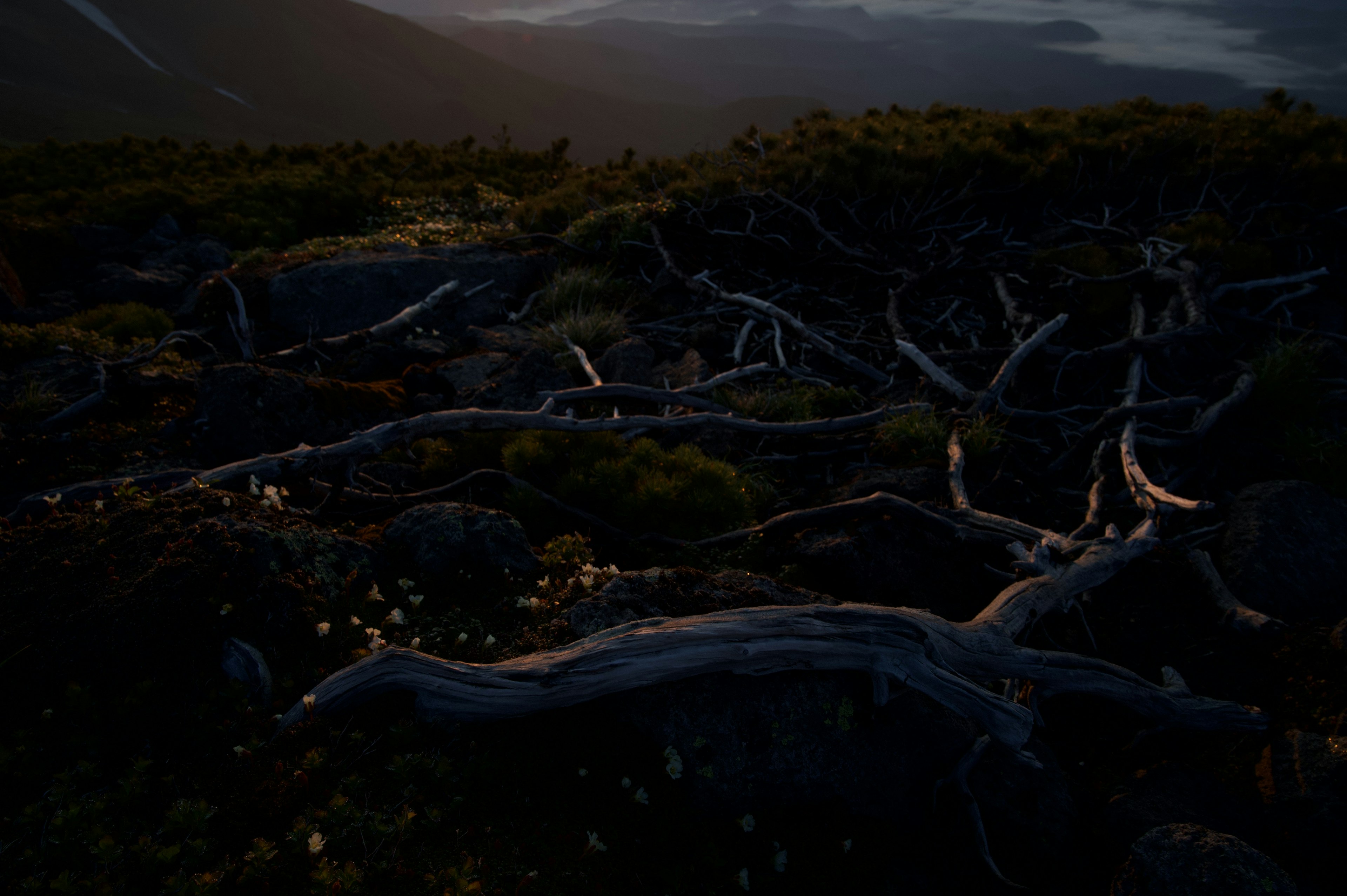 Paisaje oscuro con troncos de árboles caídos y hierba