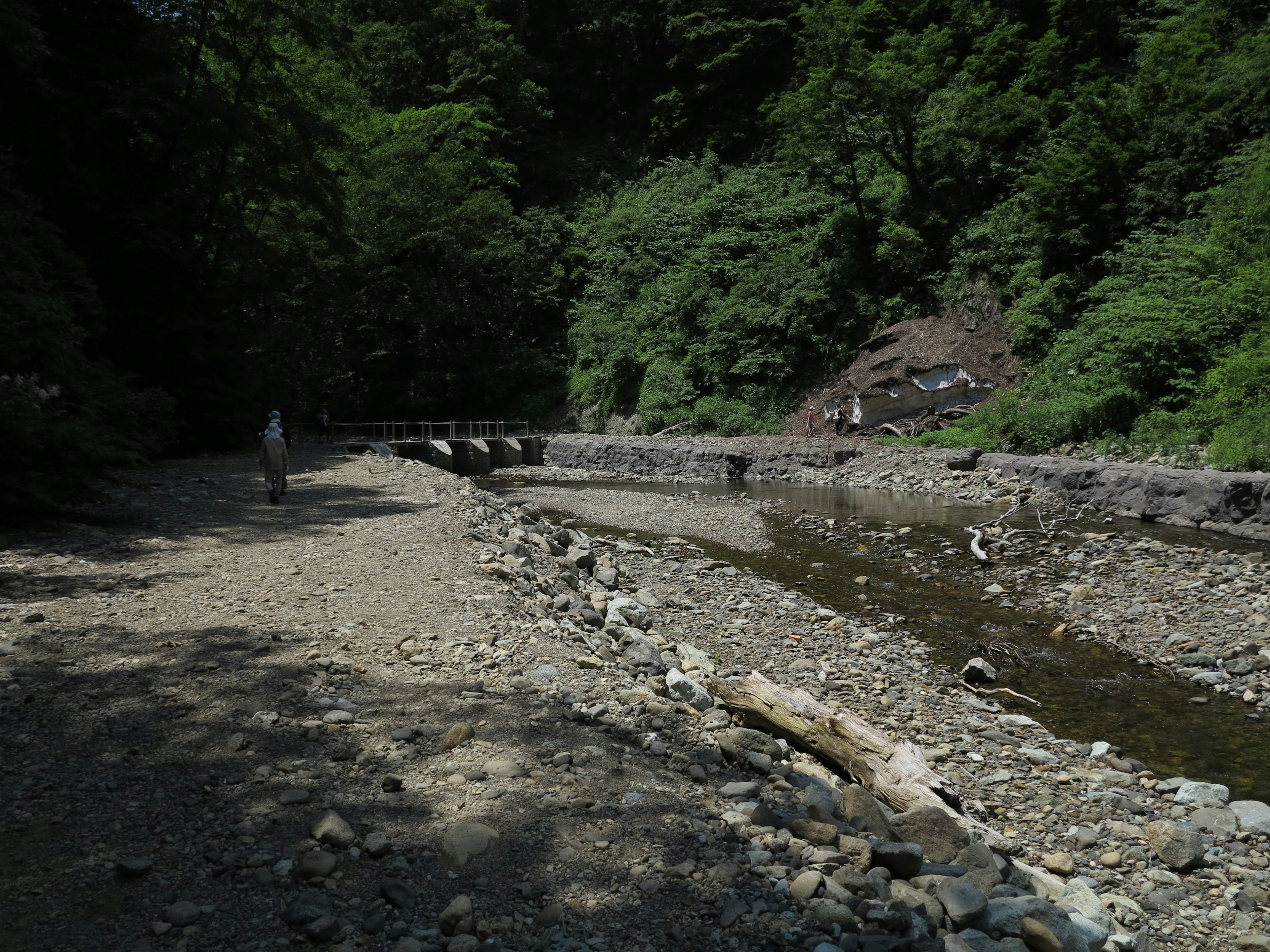 緑豊かな森の中の川岸と石のビーチ