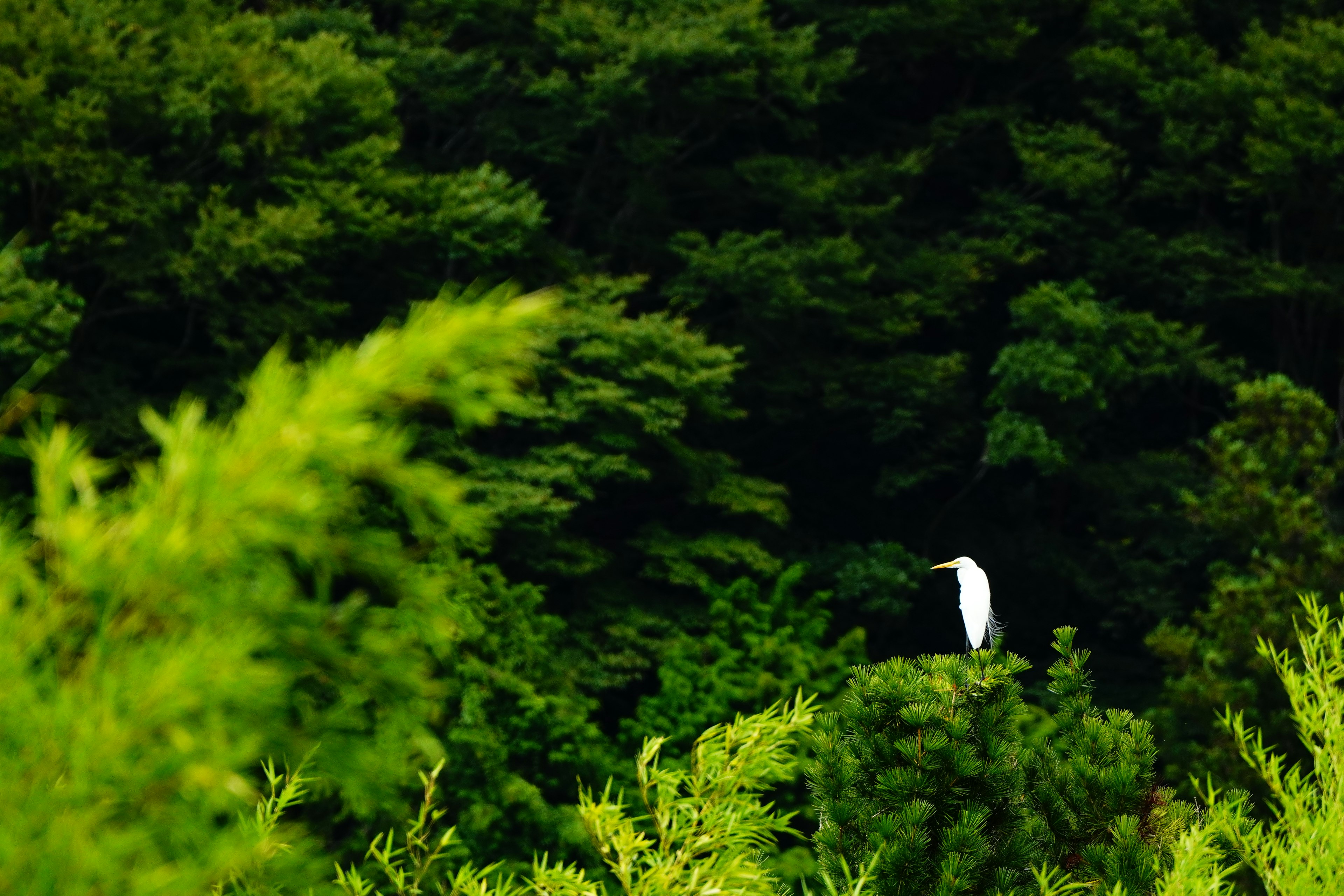 Ein weißer Vogel, der vor einem üppigen grünen Hintergrund steht