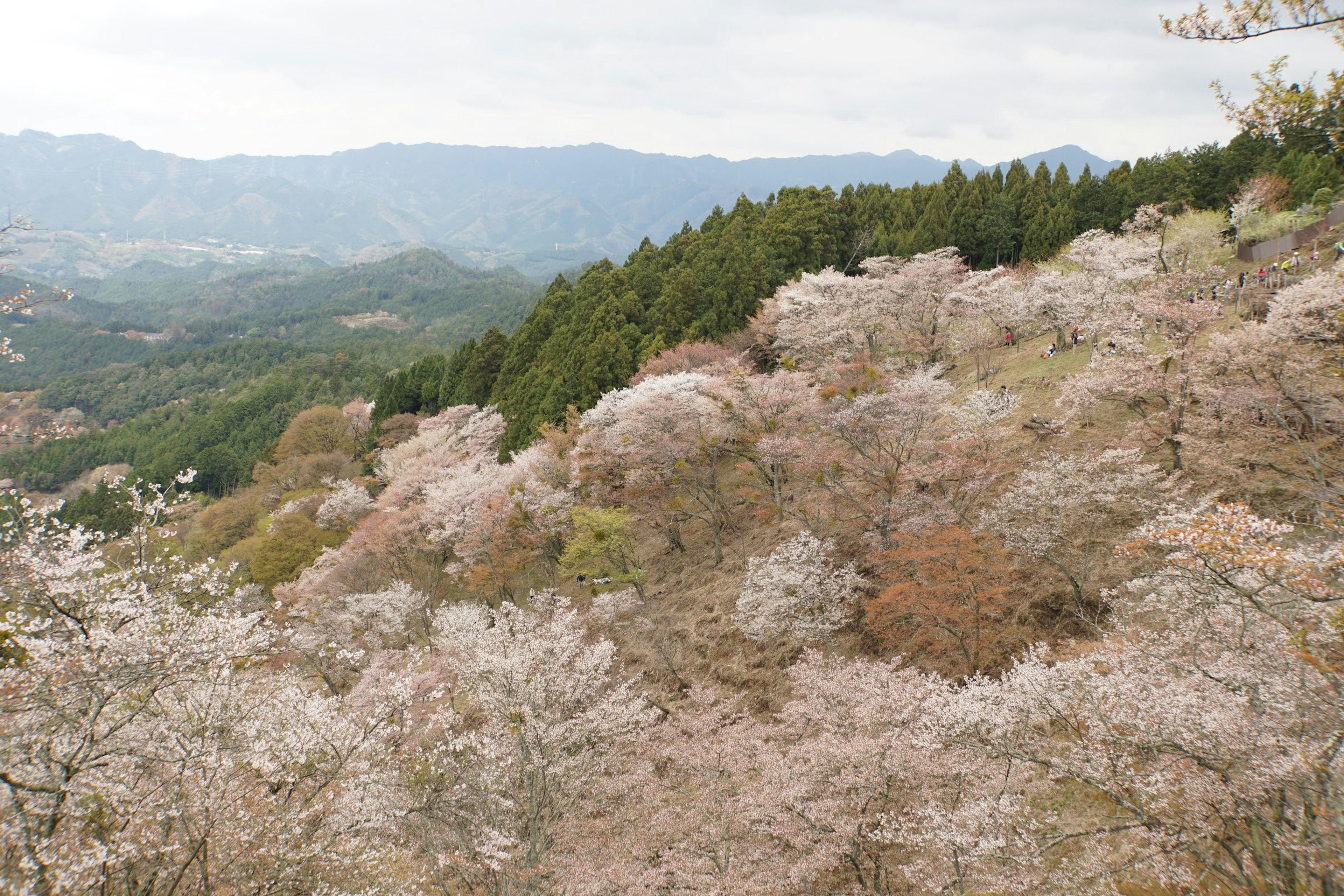 Vista escénica de cerezos en flor en una colina con bosques verdes y montañas al fondo