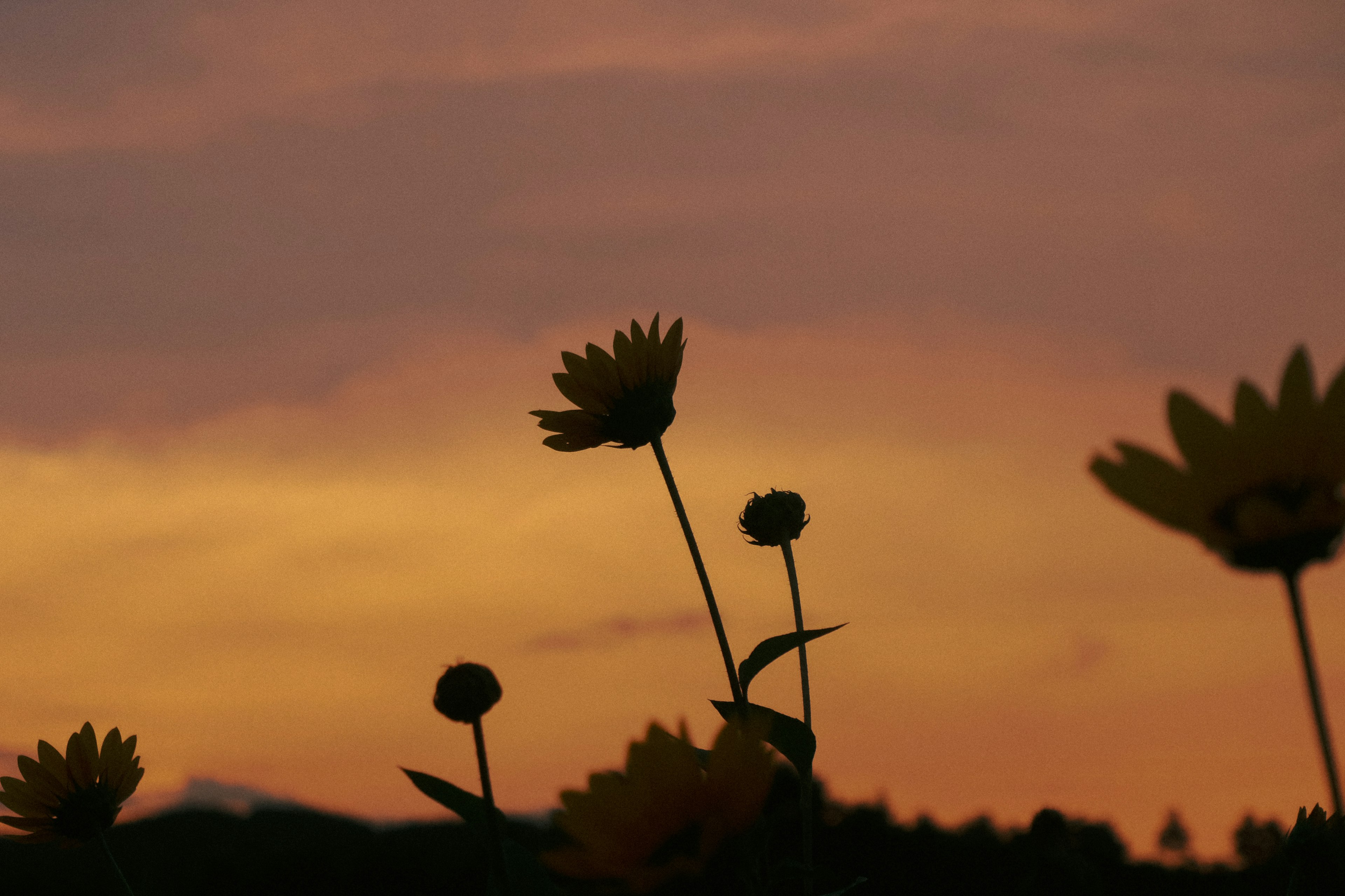 Silhouette von Blumen vor einem Sonnenuntergangshimmel