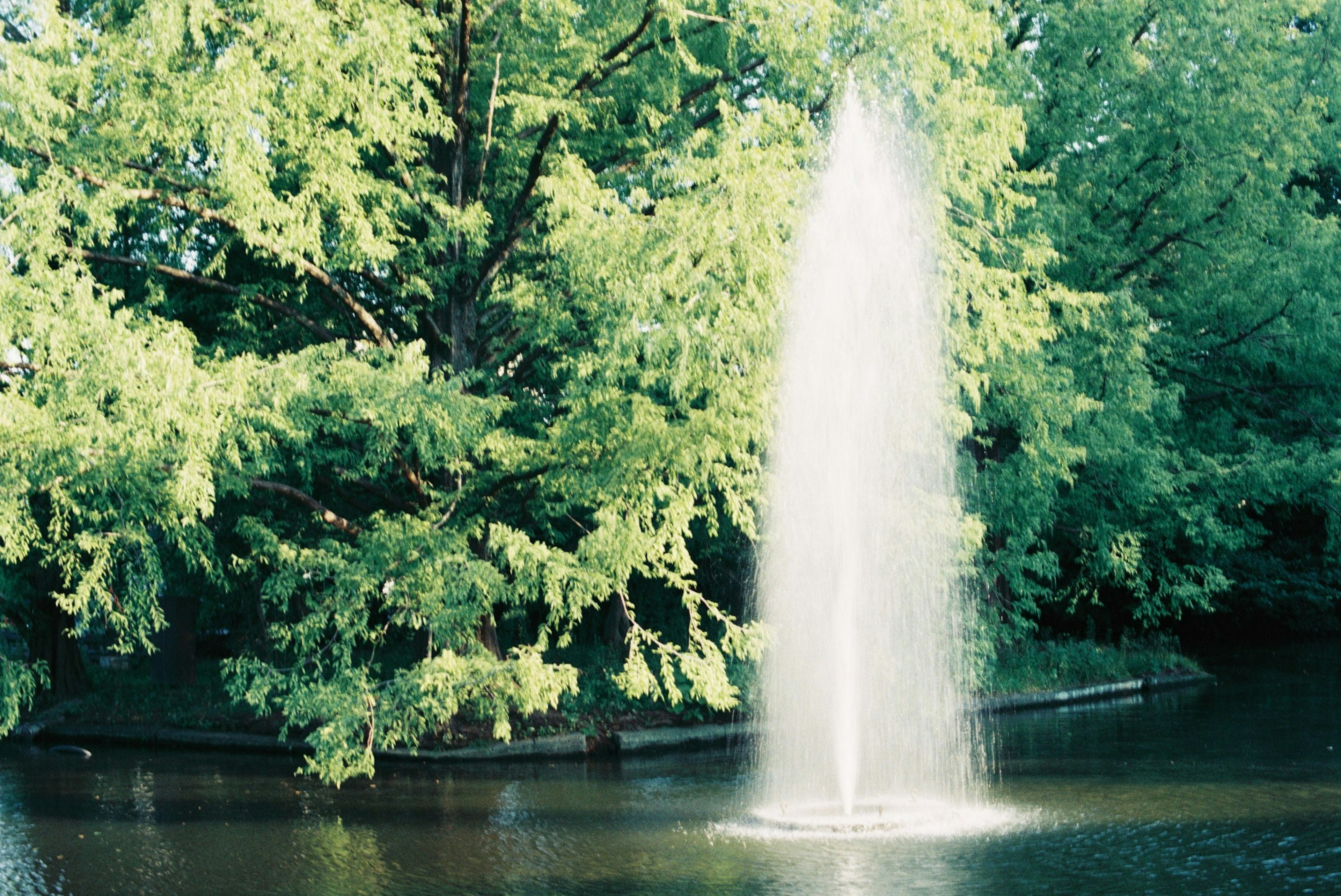 Brunnen in einem Teich umgeben von üppigen grünen Bäumen