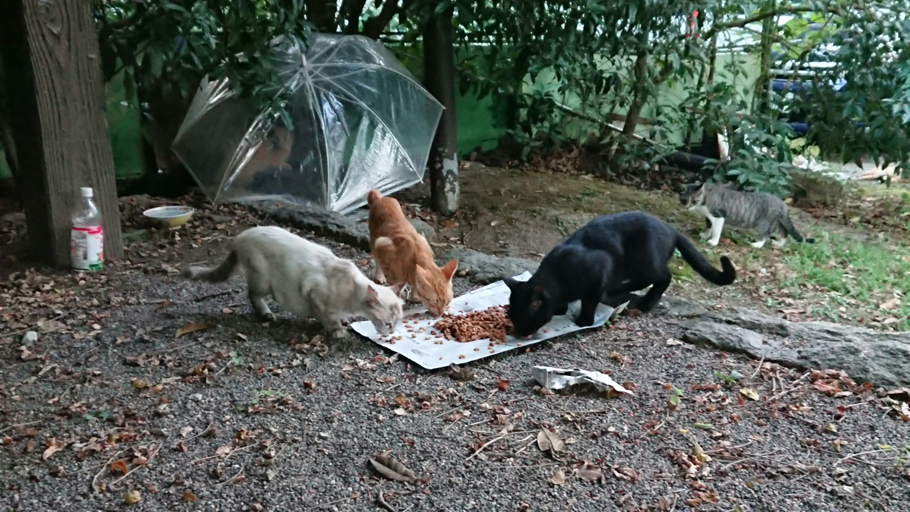 Gatos y perros comiendo comida juntos bajo un paraguas transparente