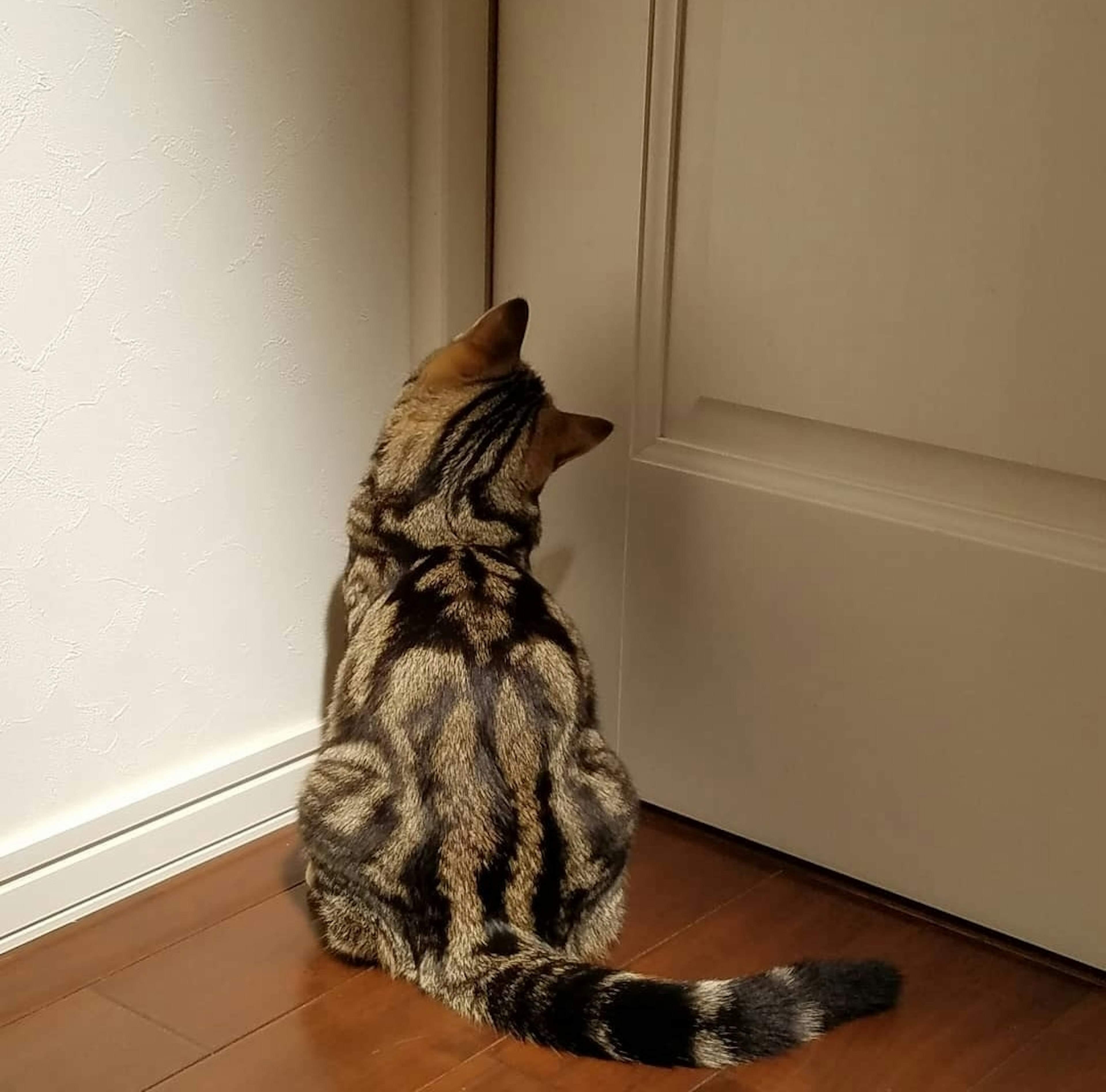 Spotted cat sitting in front of a door