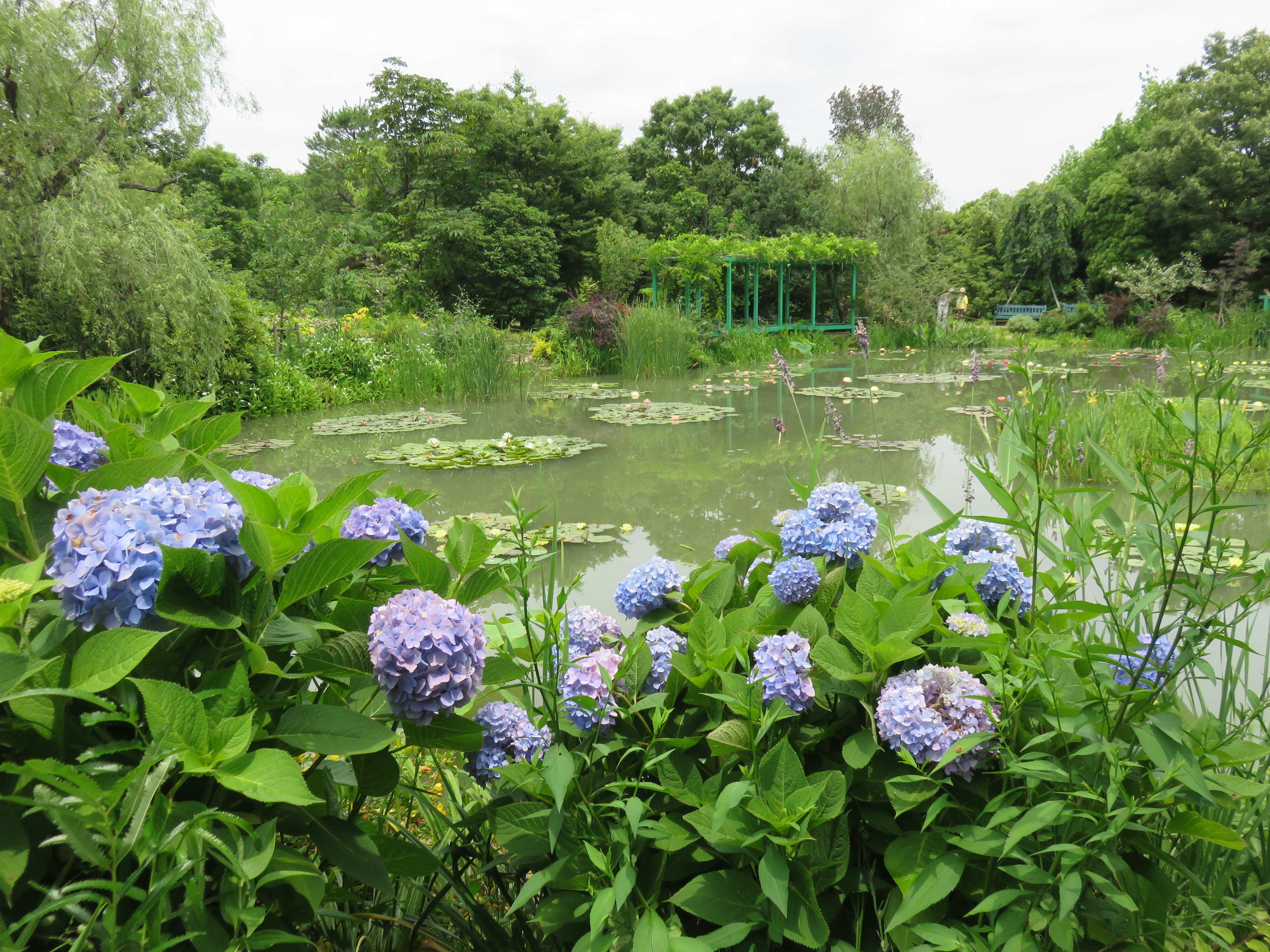 A scenic view of blue hydrangeas by a pond with green trees and lily pads