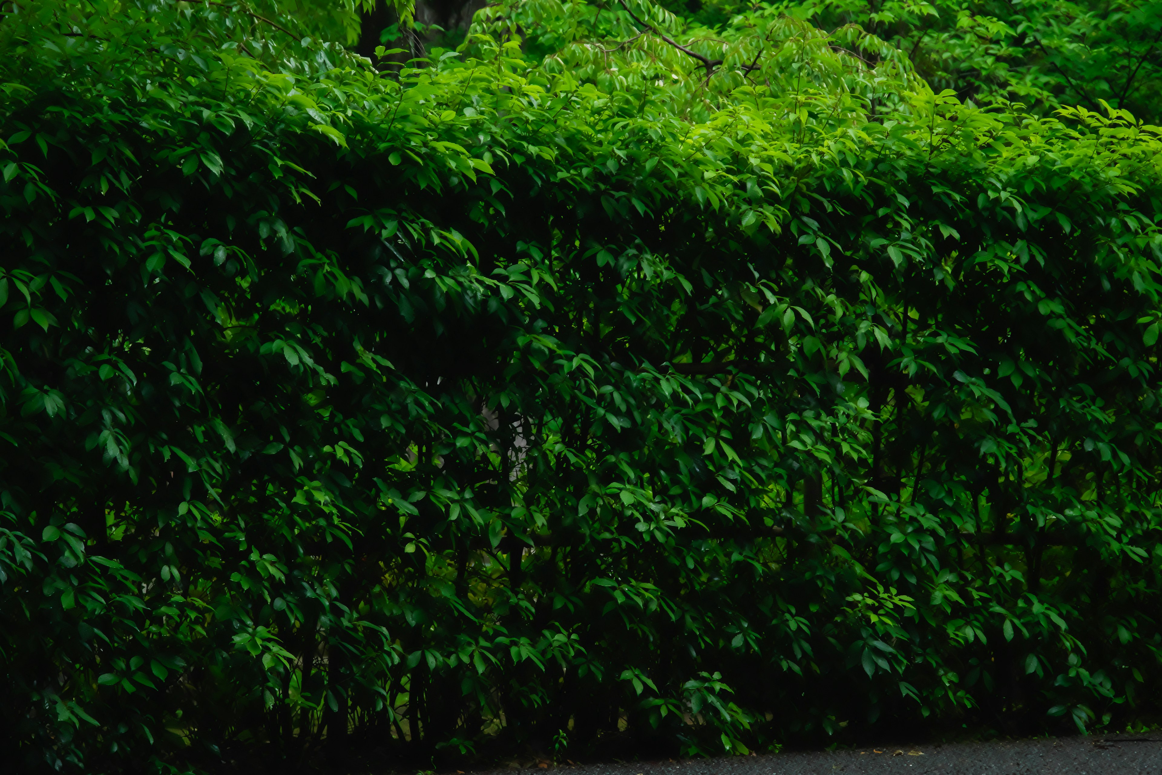 Dense green hedge with vibrant leaves