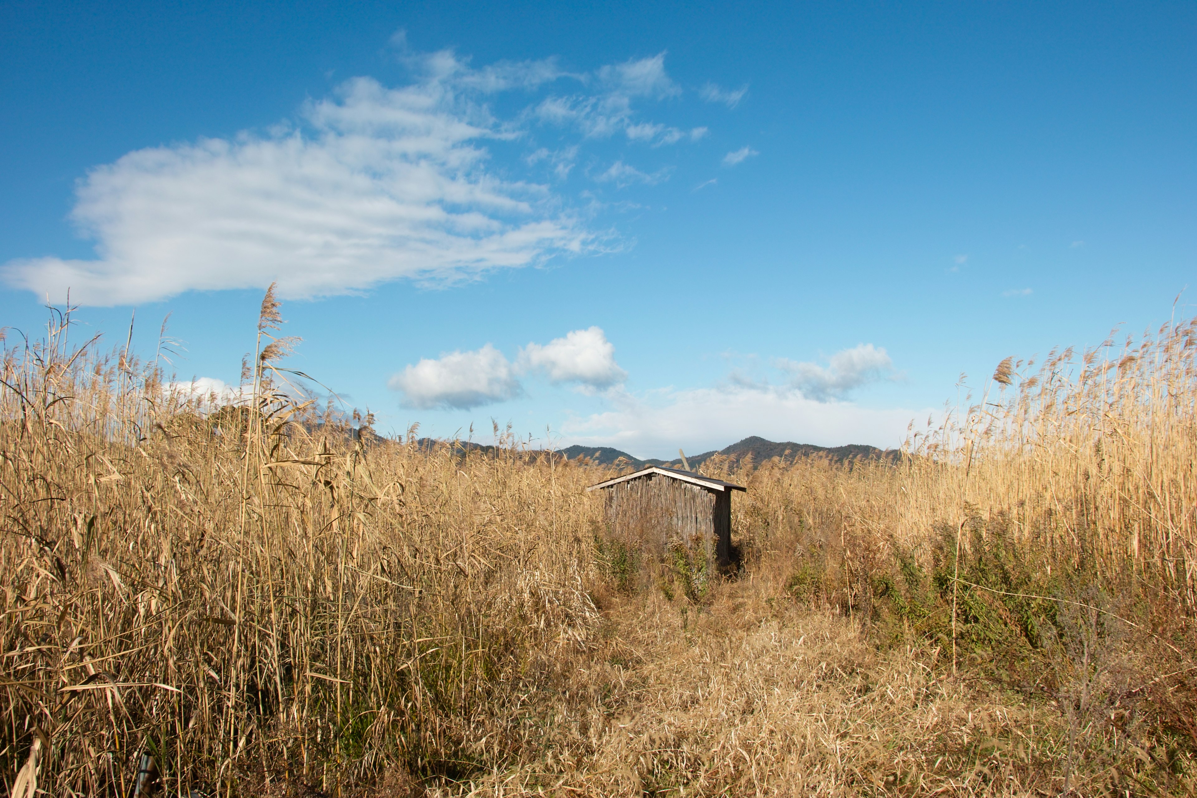 Paesaggio con una piccola capanna tra alte erbe sotto un cielo blu