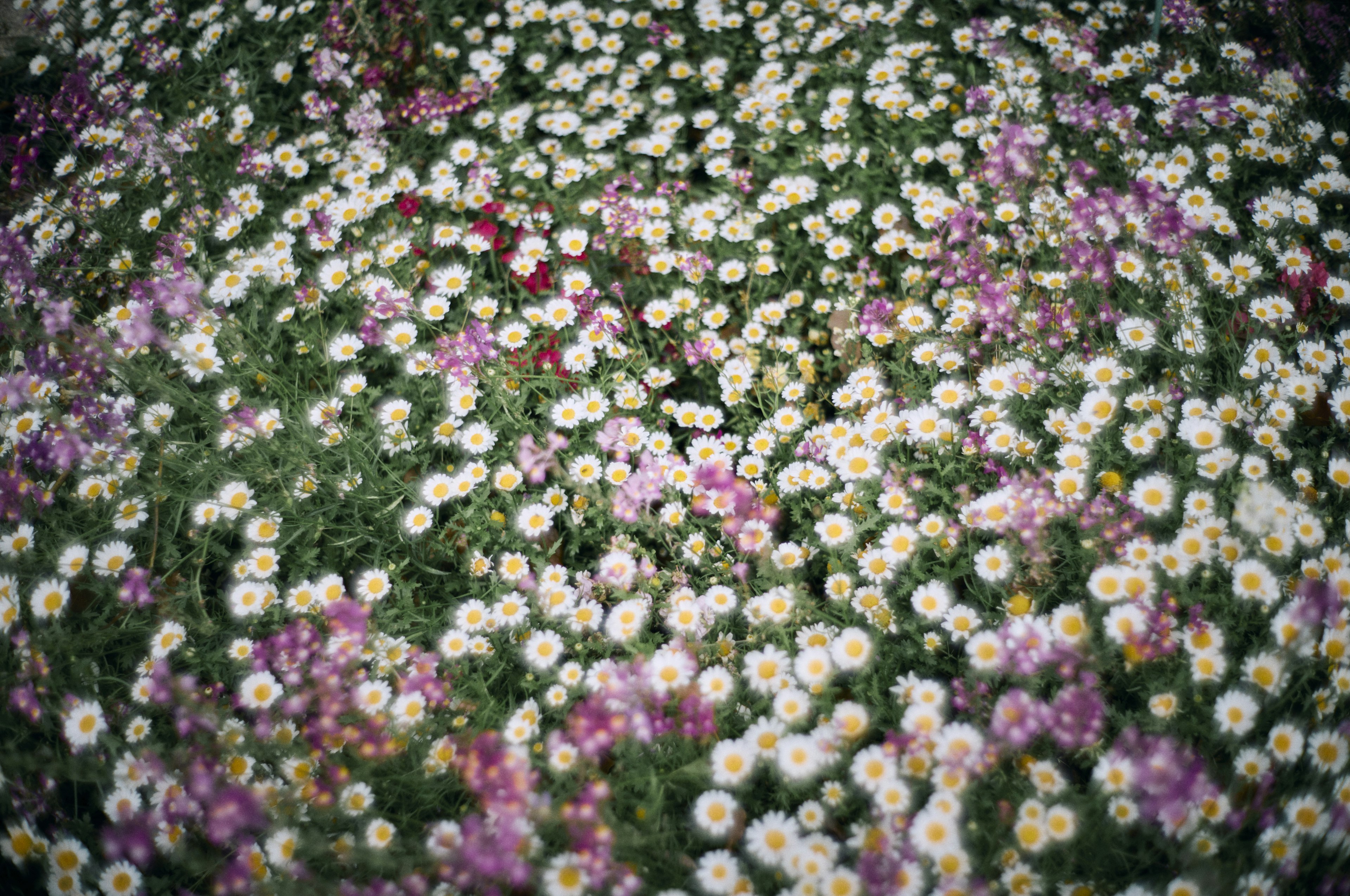 Gros plan d'un champ rempli de fleurs colorées