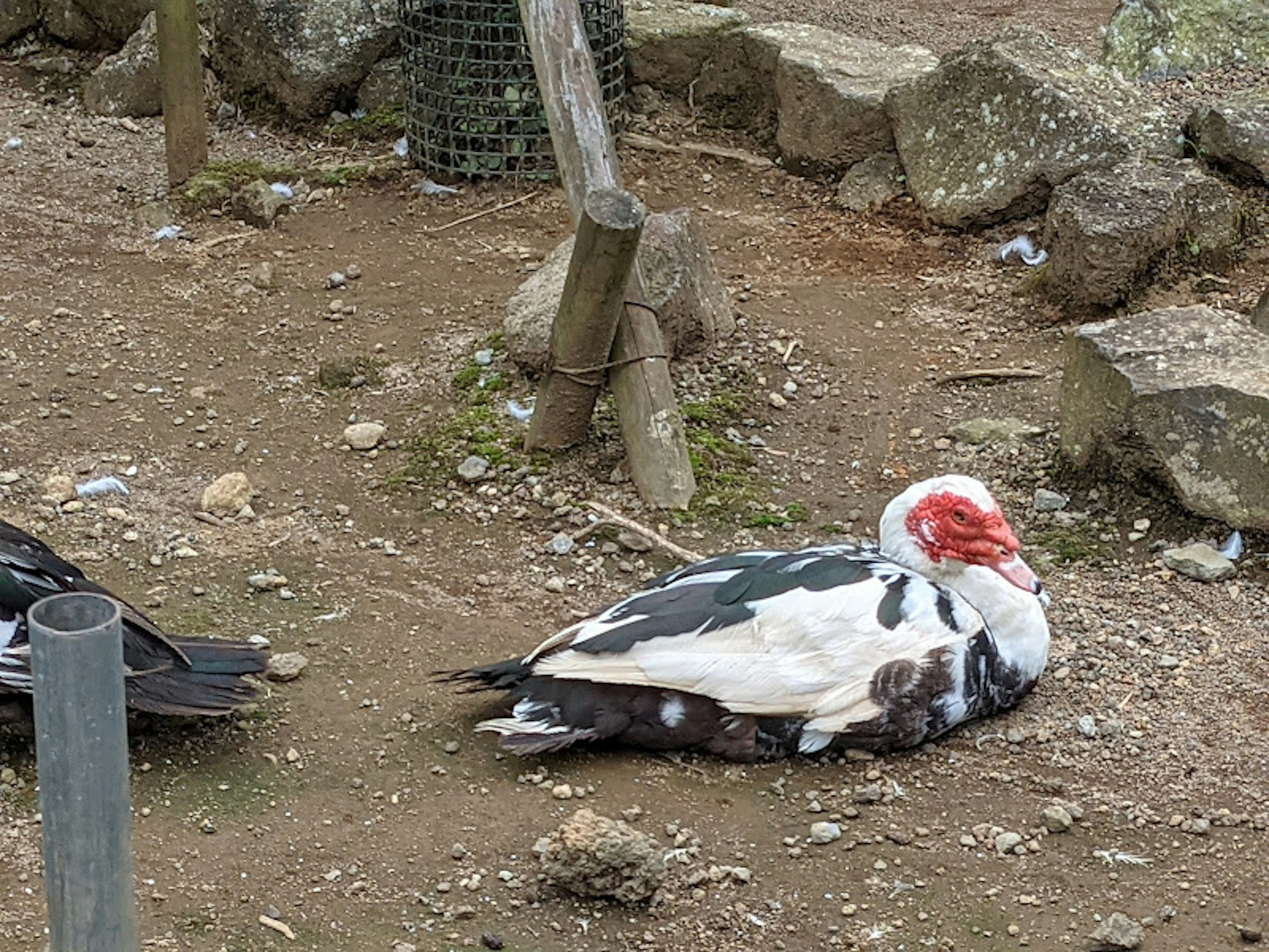 A black and white duck resting on the ground