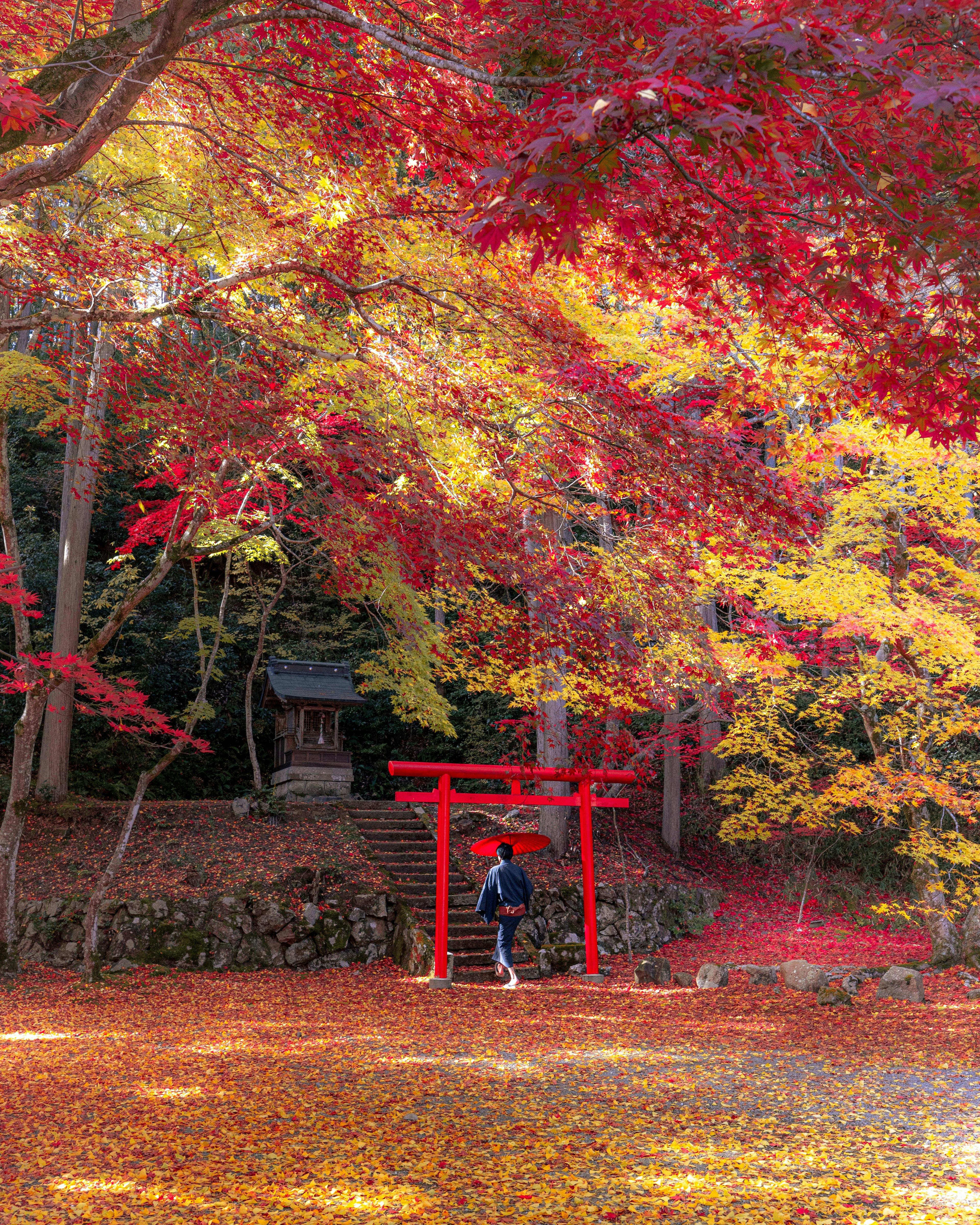 紅葉に囲まれた赤い鳥居と古い神社の風景