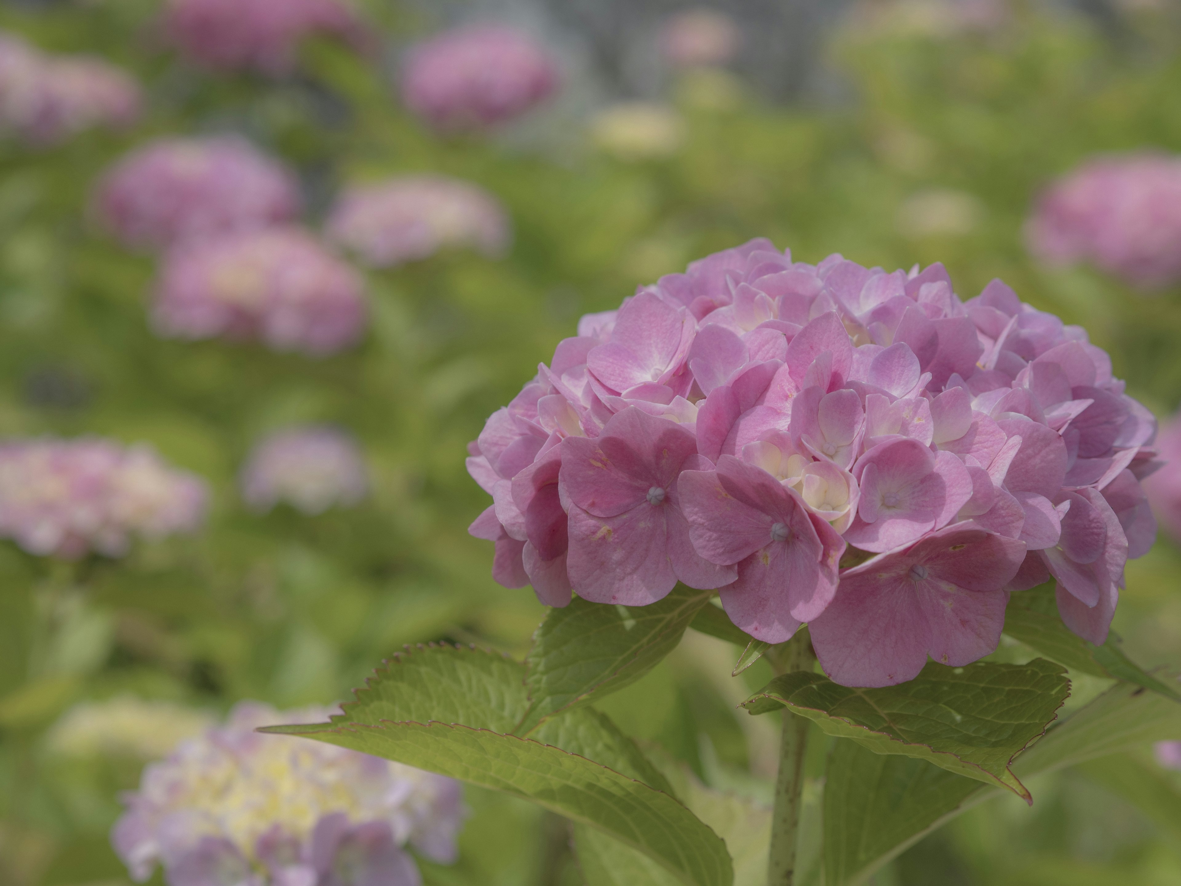 Hortensias violets en fleurs dans un jardin luxuriant