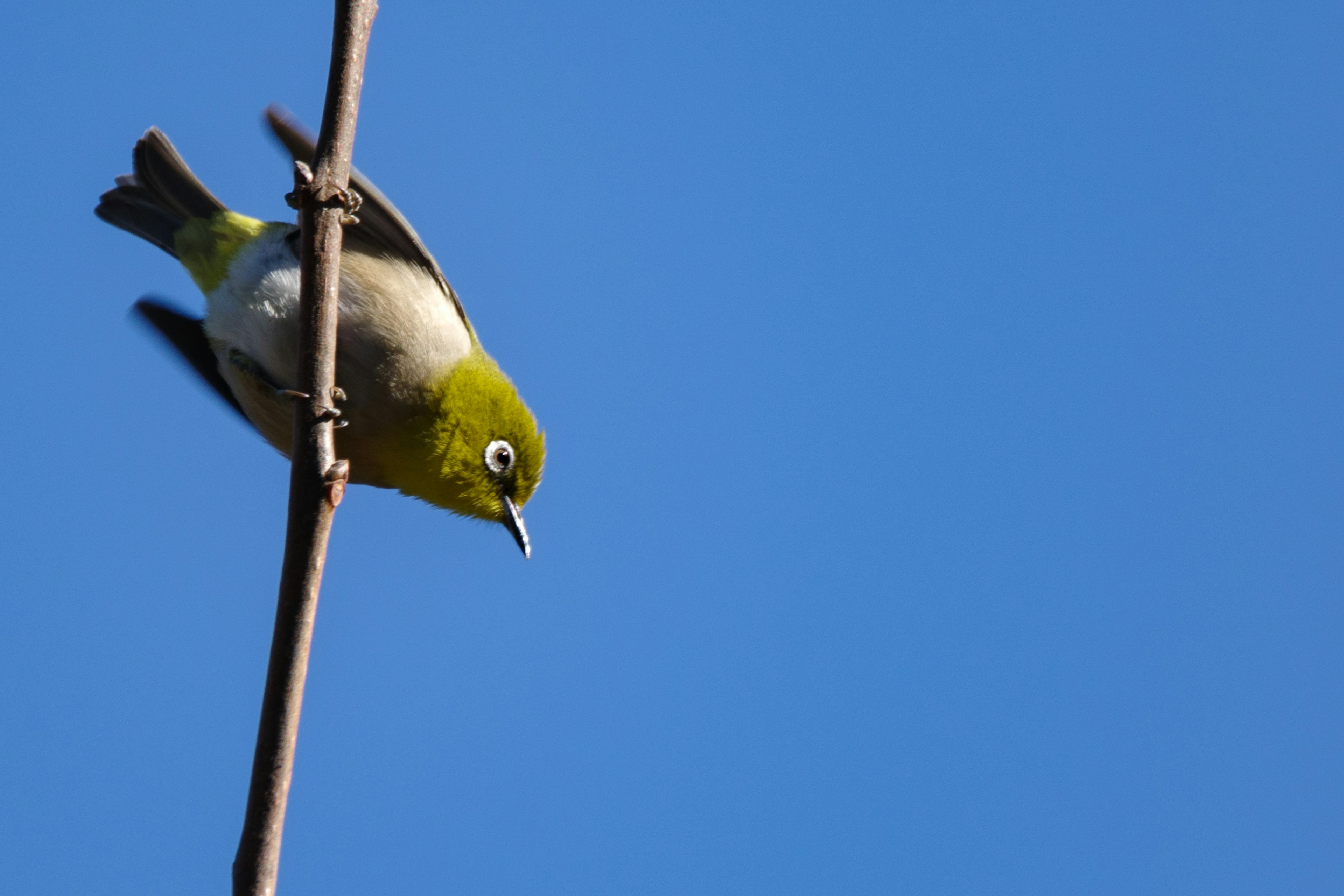 Small green bird perched on a branch against a blue sky