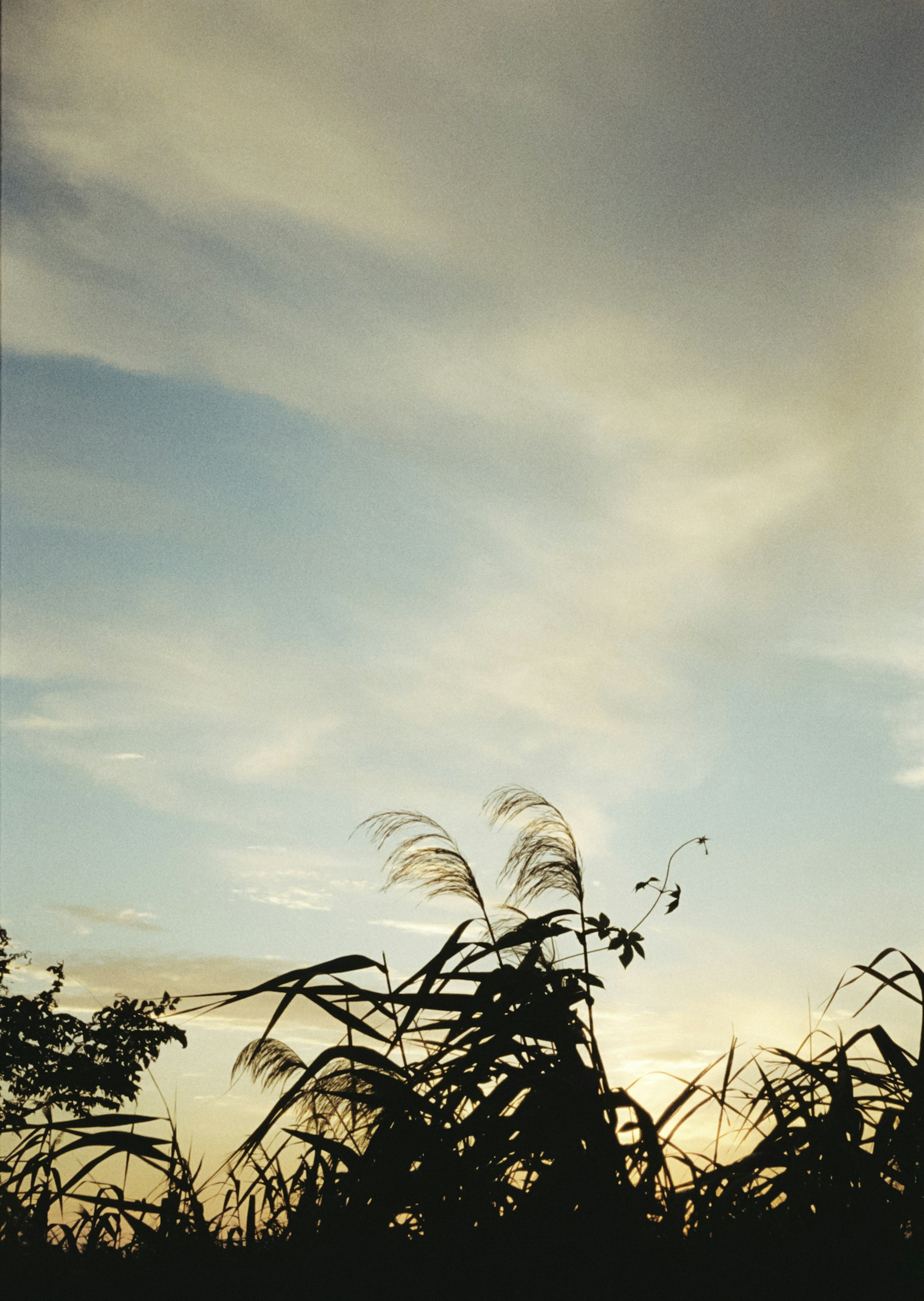 空を背景にした草のシルエット