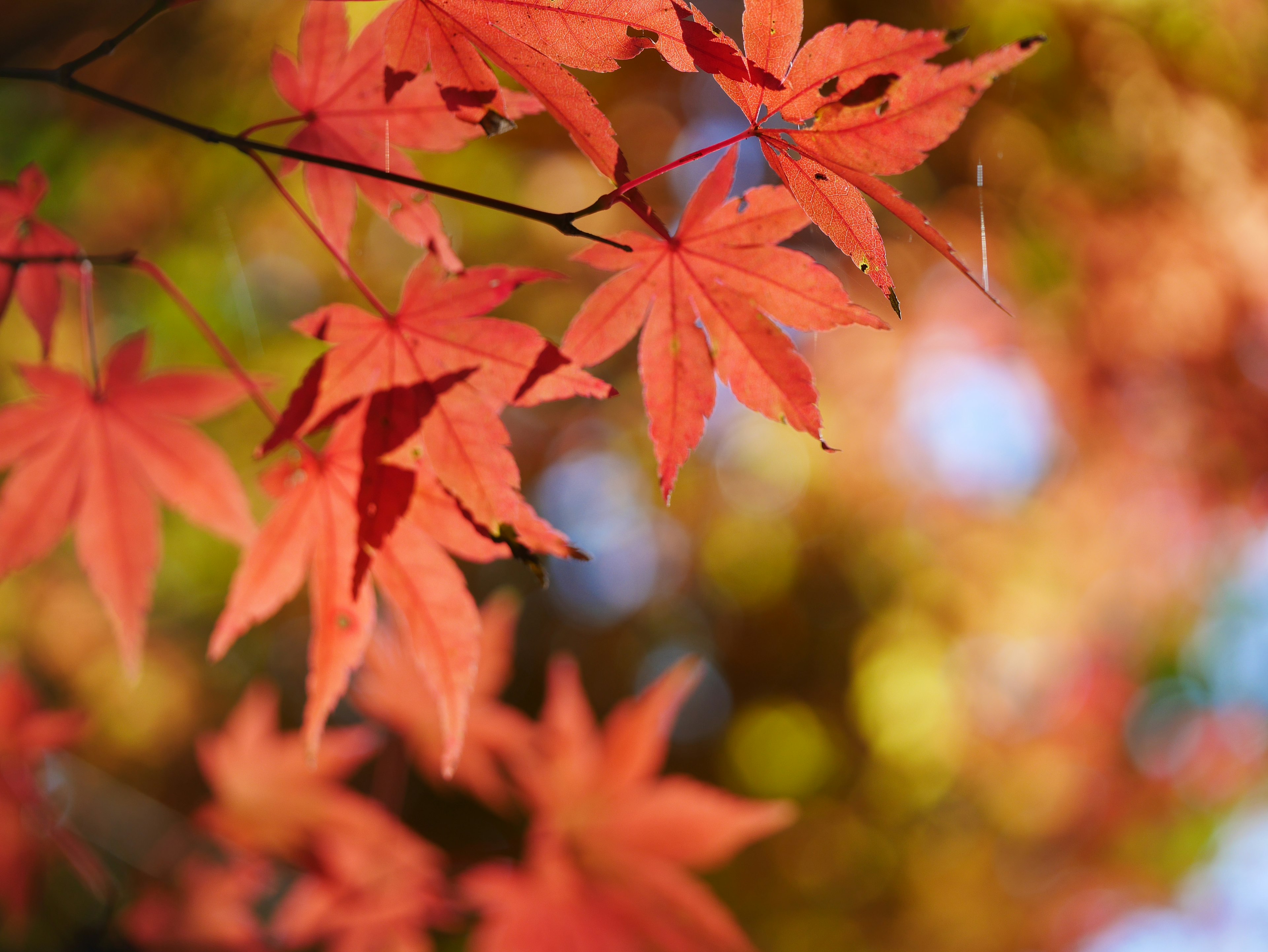 Vibrant red maple leaves with a blurred background creating a beautiful autumn scene