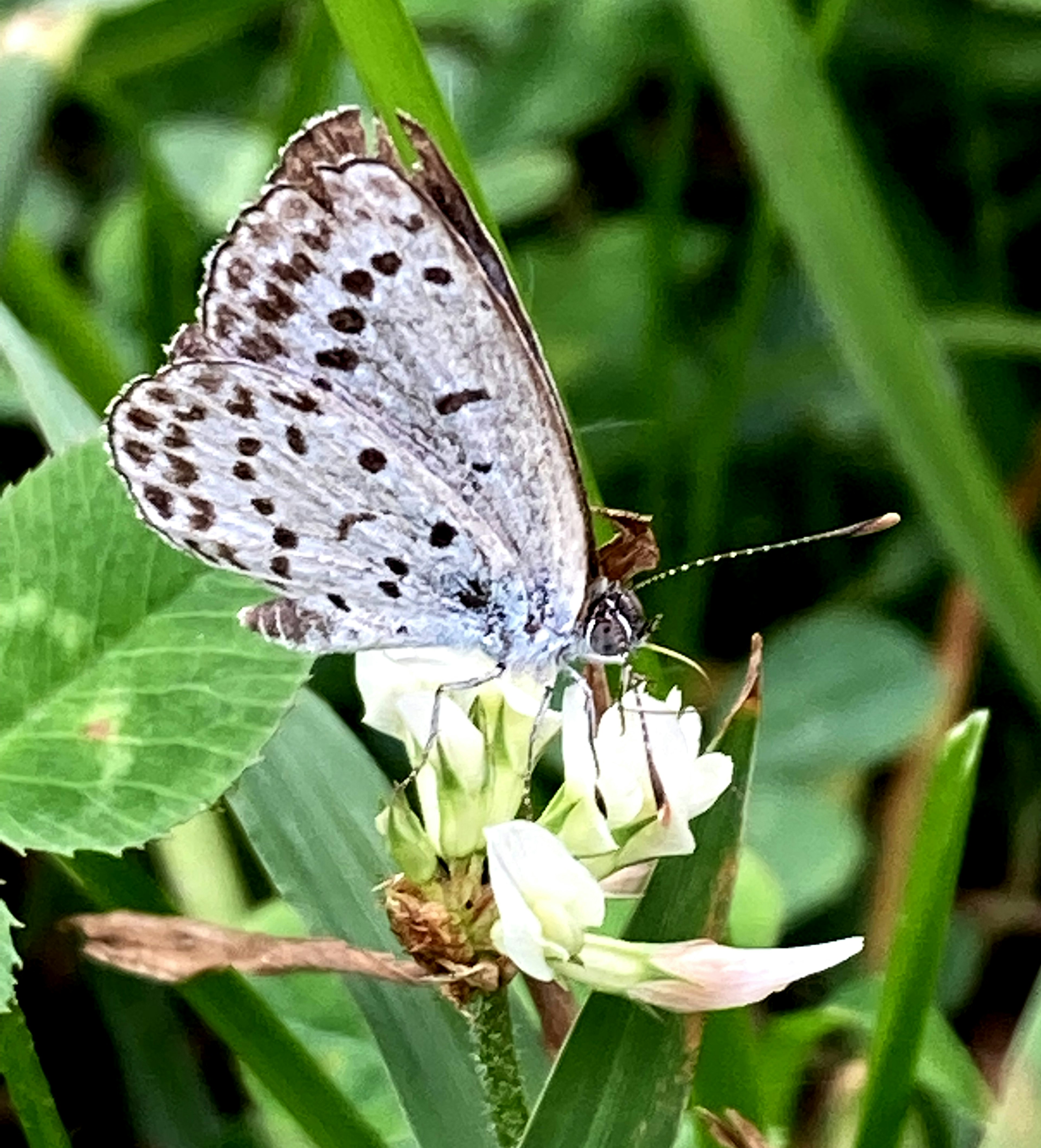 Ein blauer Schmetterling auf einer weißen Blume