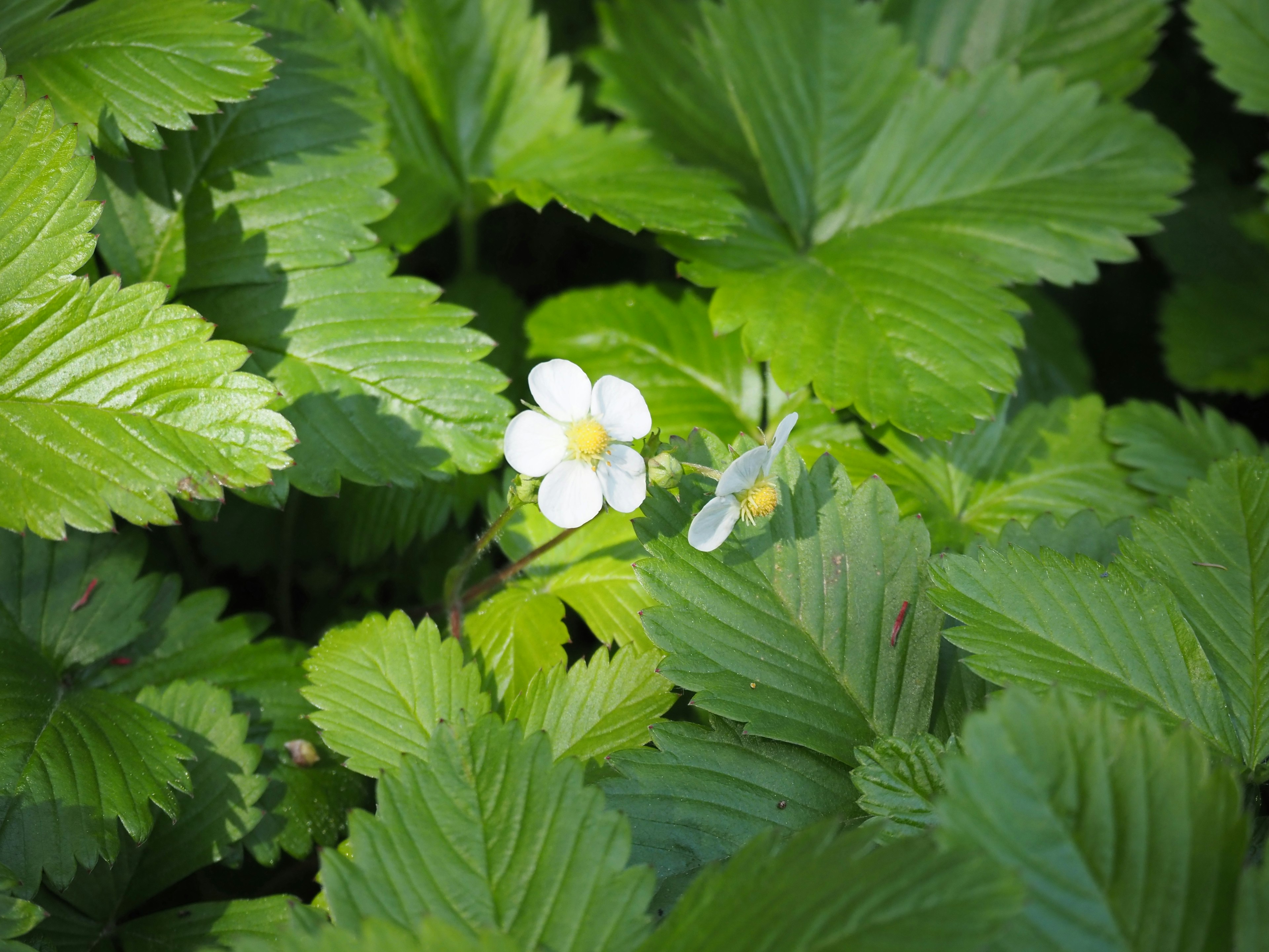 Weiße Erdbeerblüte, die zwischen grünen Erdbeerblättern blüht