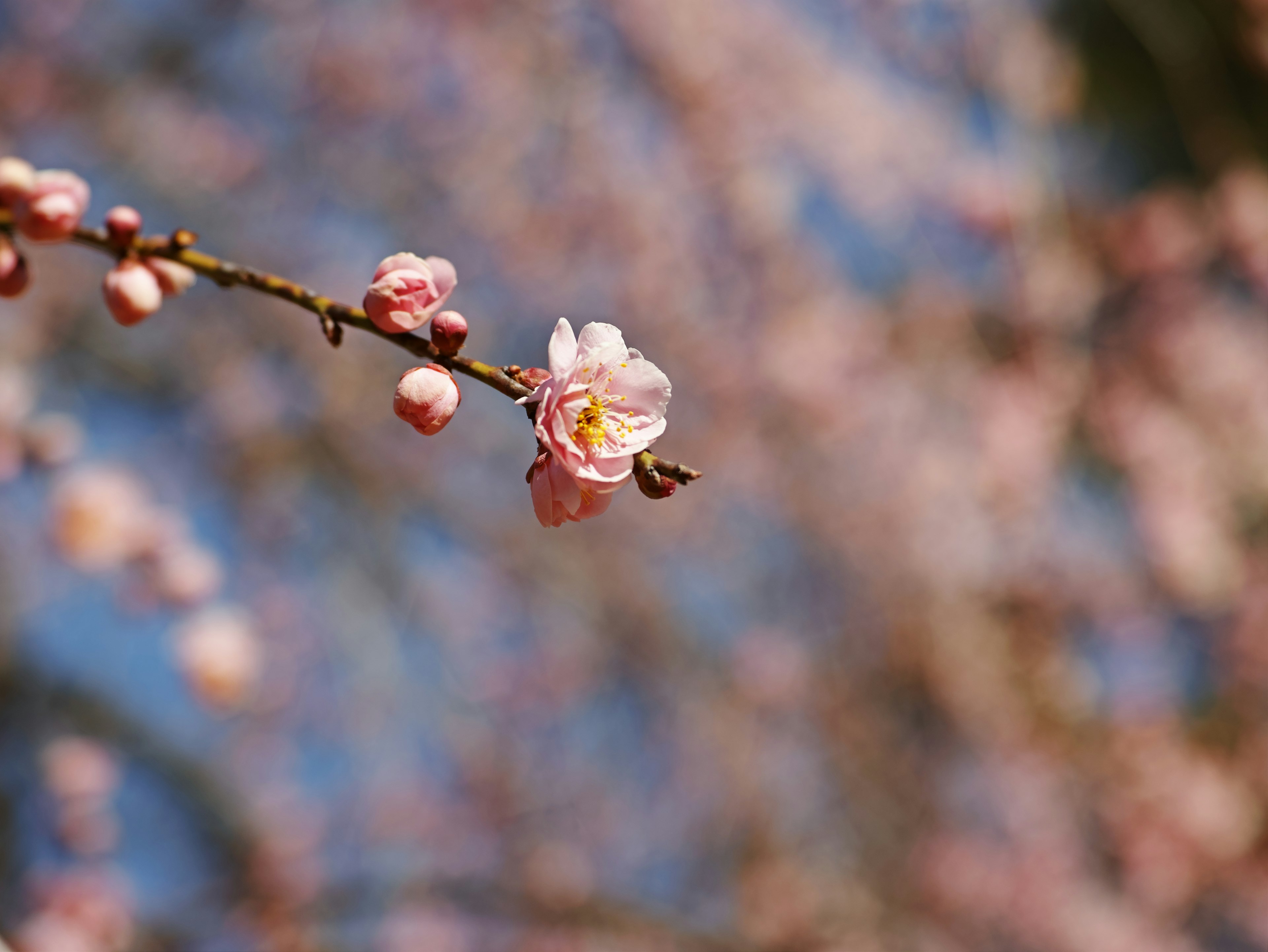 Bunga sakura dengan kuncup di latar belakang langit biru