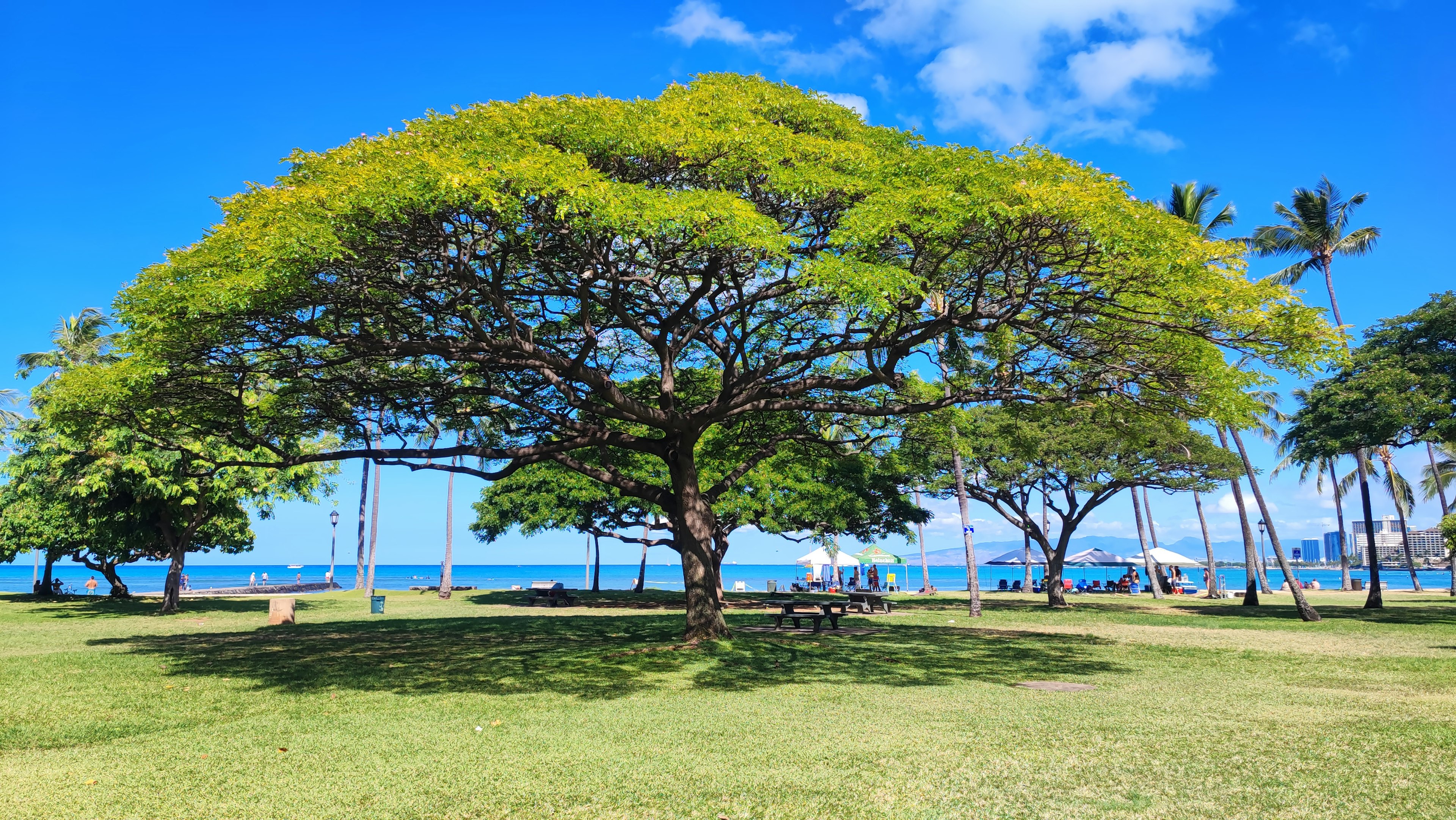 Large green tree under blue sky with ocean view