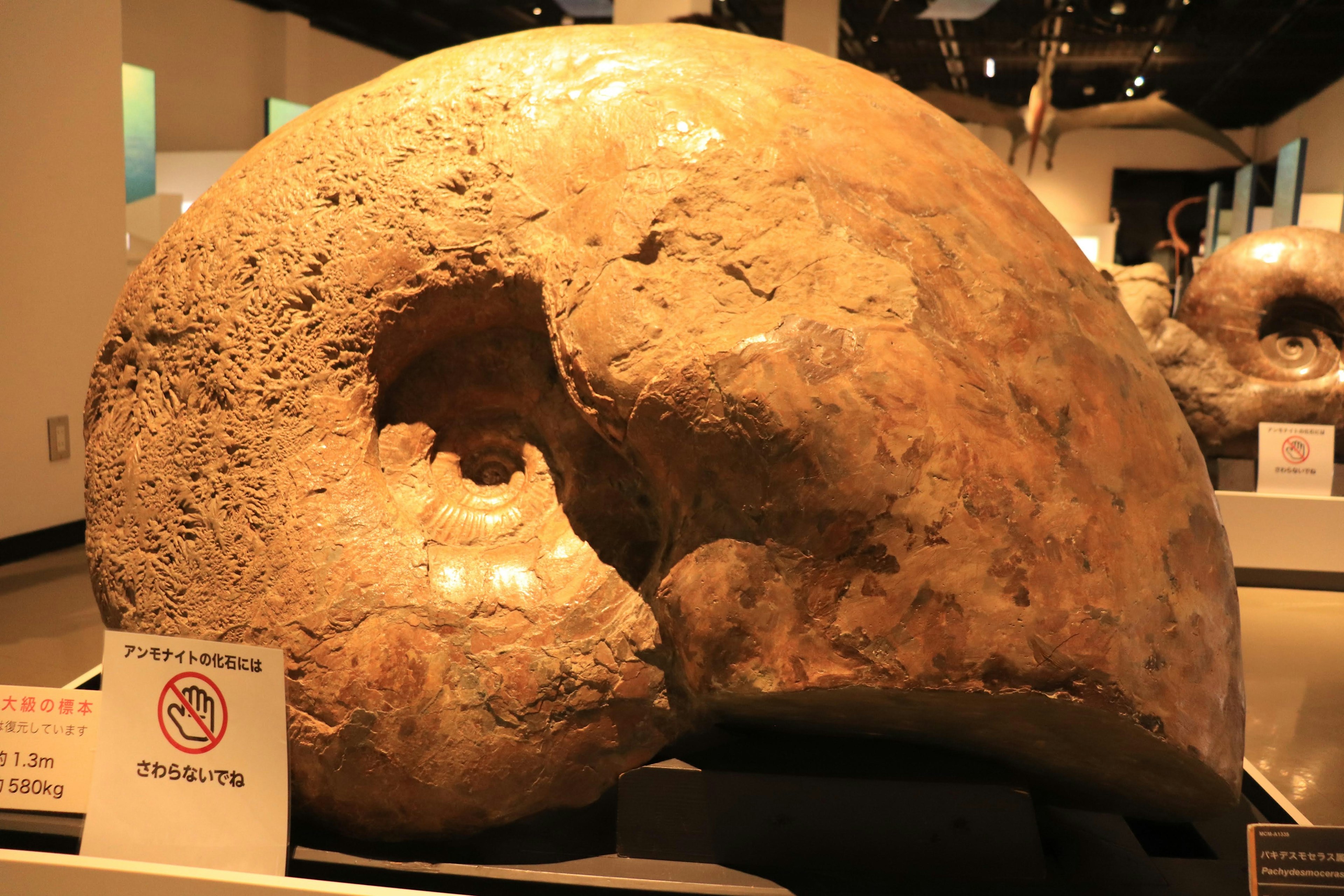 A large fossil display featuring a unique shape