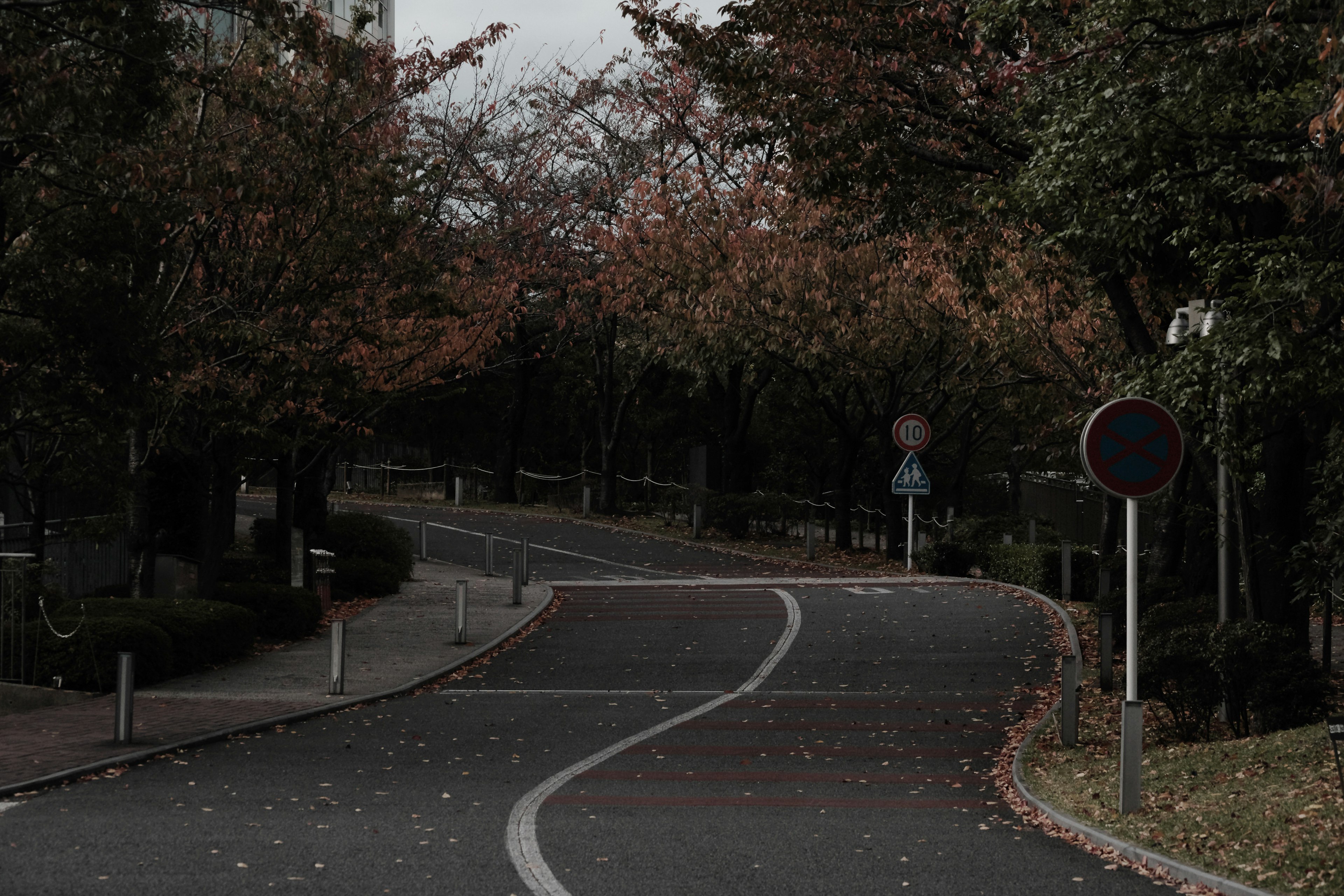 Curved road surrounded by autumn-colored trees