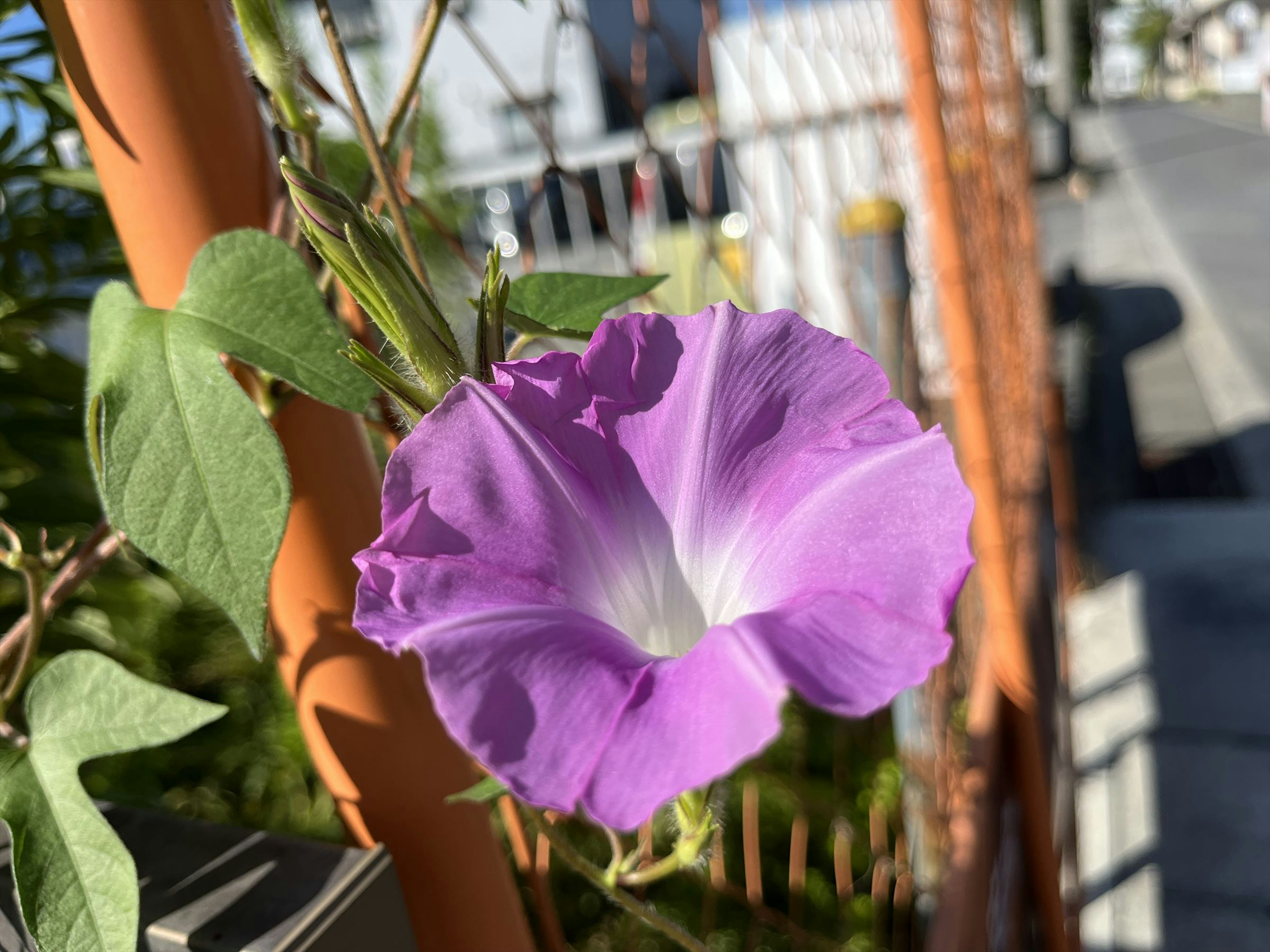 Fiore di gloria del mattino viola che si arrampica su una recinzione metallica