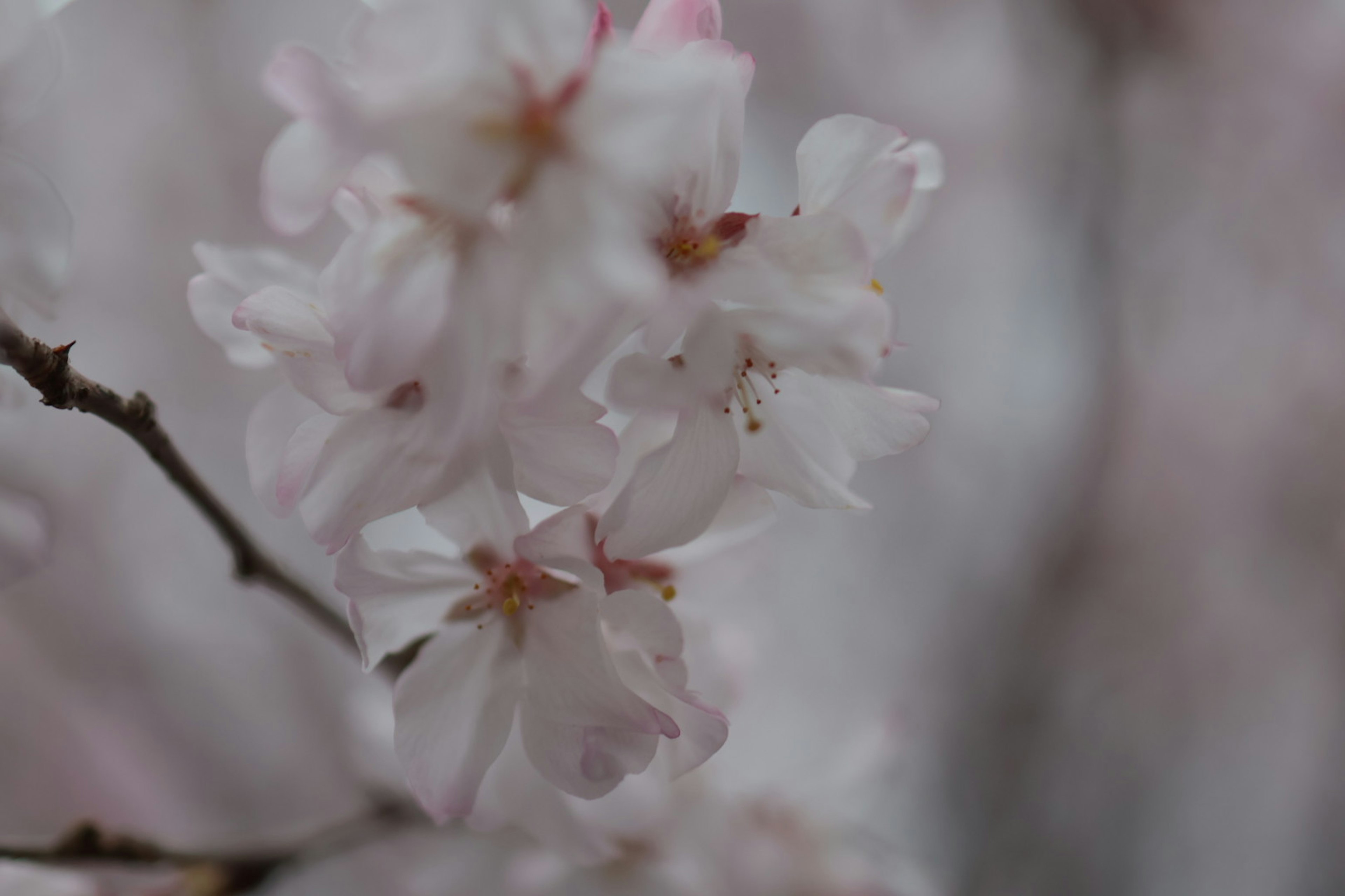 Kirschblüten mit blassen rosa Blütenblättern, die an einem Zweig blühen