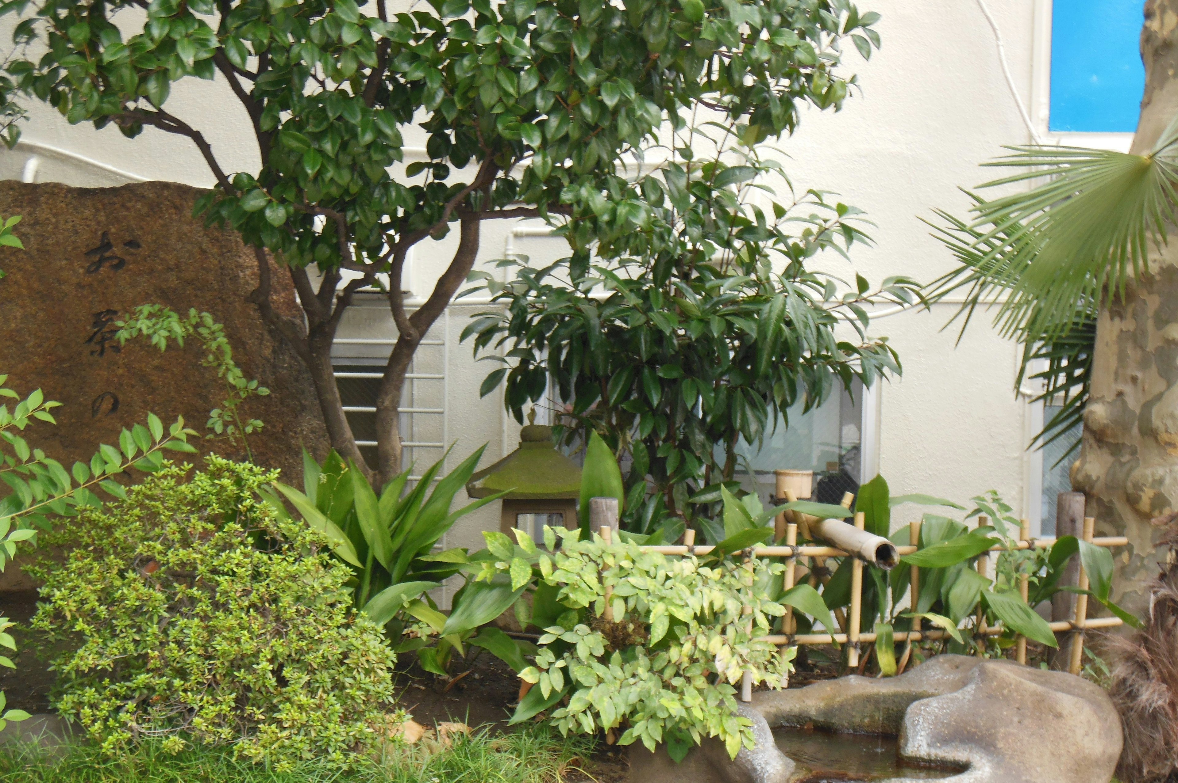 Scena di giardino lussureggiante con alberi e diverse piante