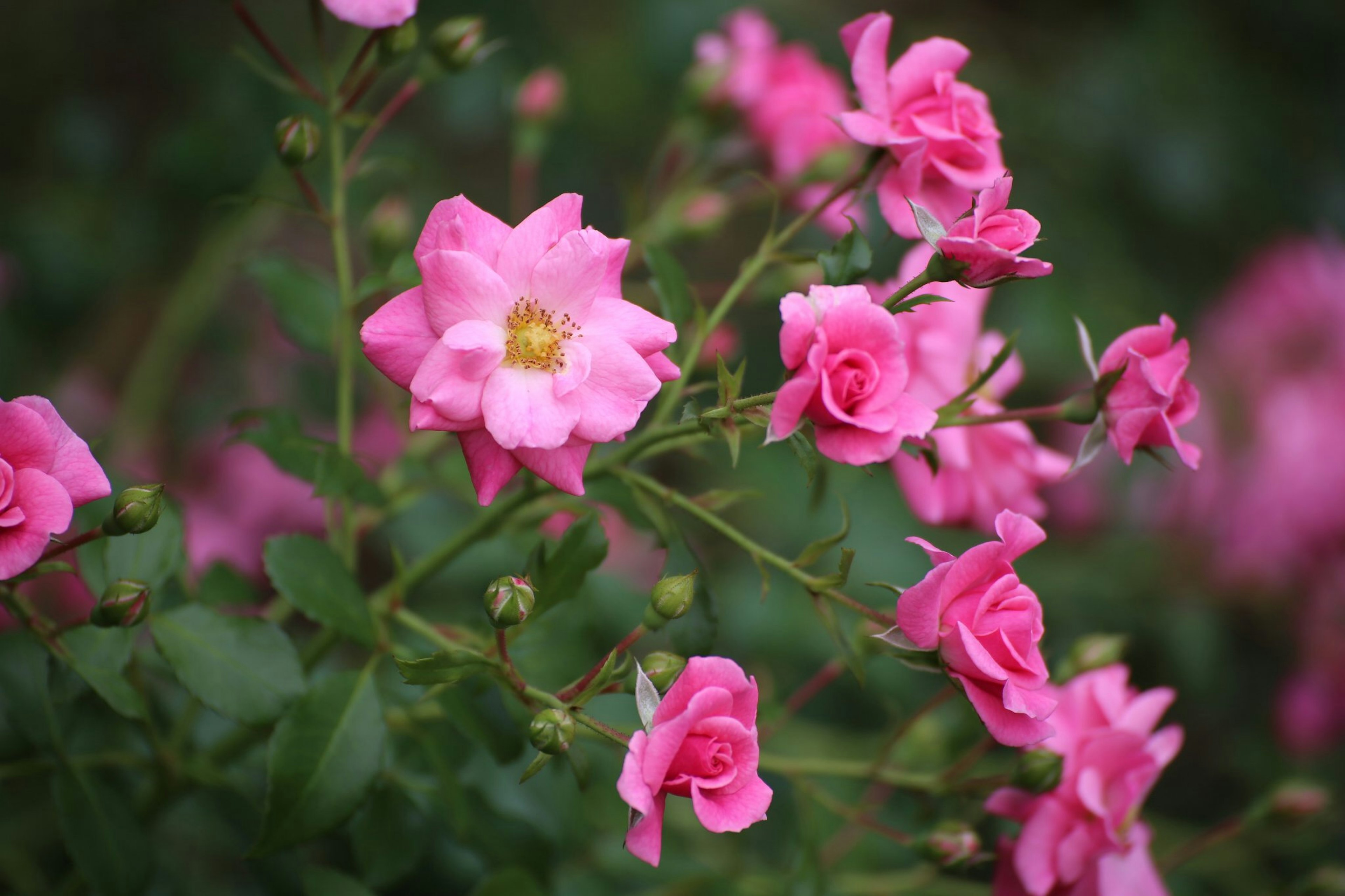 ピンクのバラの花が咲いている茂みのクローズアップ