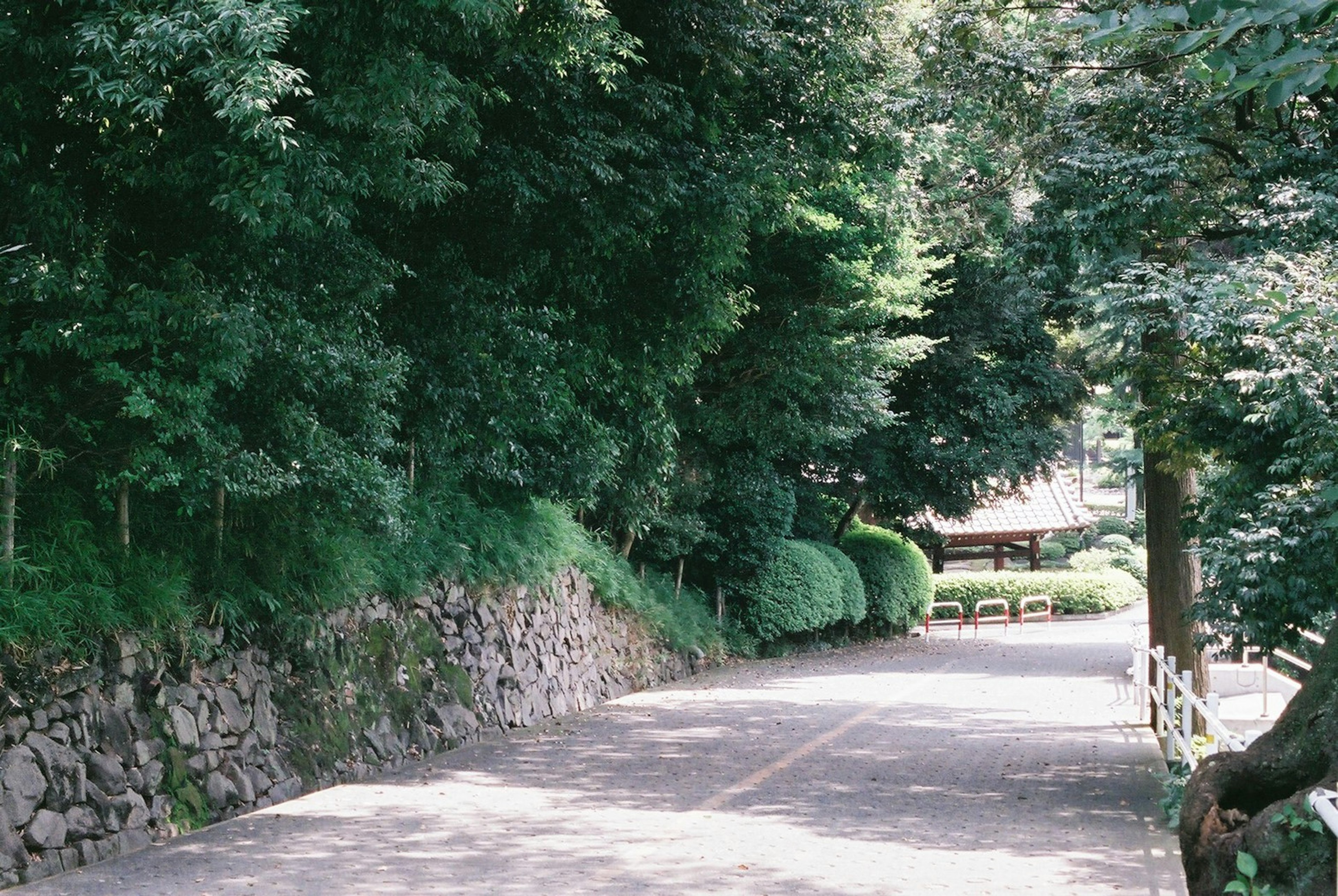 緑に囲まれた静かな小道と石の壁が特徴の風景