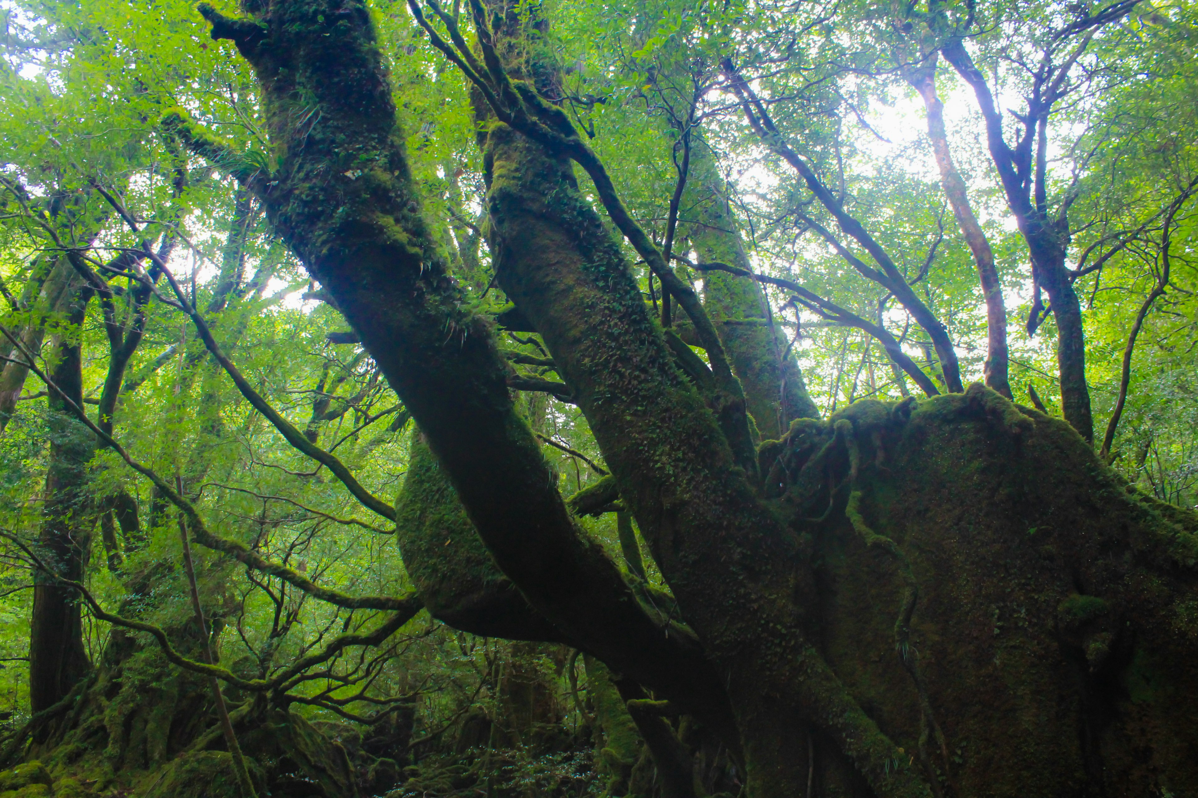 Dicker Baumstamm mit ausladenden Ästen in einem üppigen grünen Wald