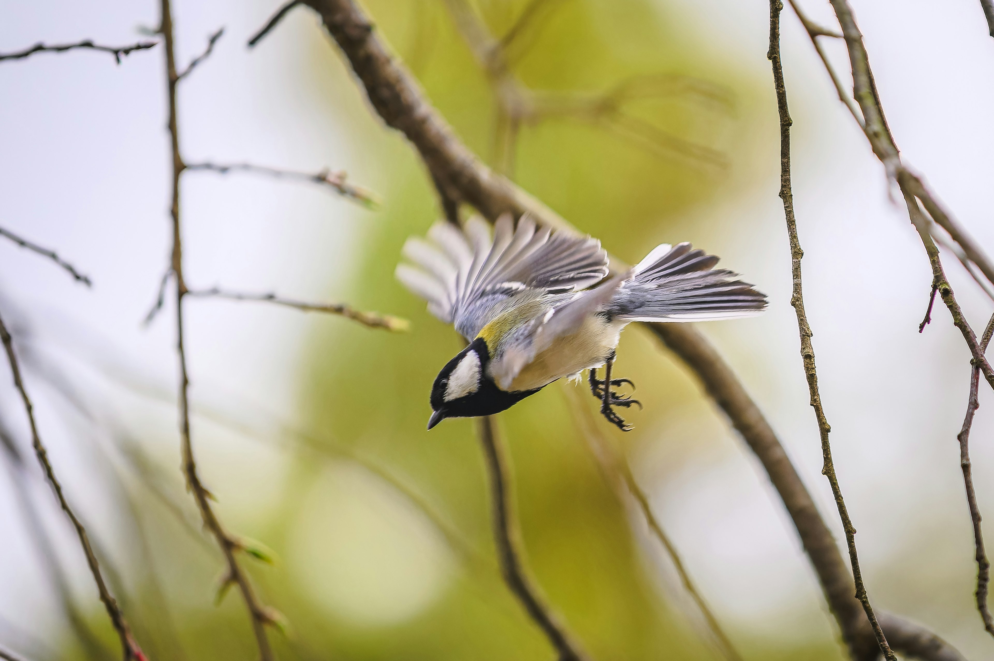 木の枝から飛び立つ小鳥の動きのある姿