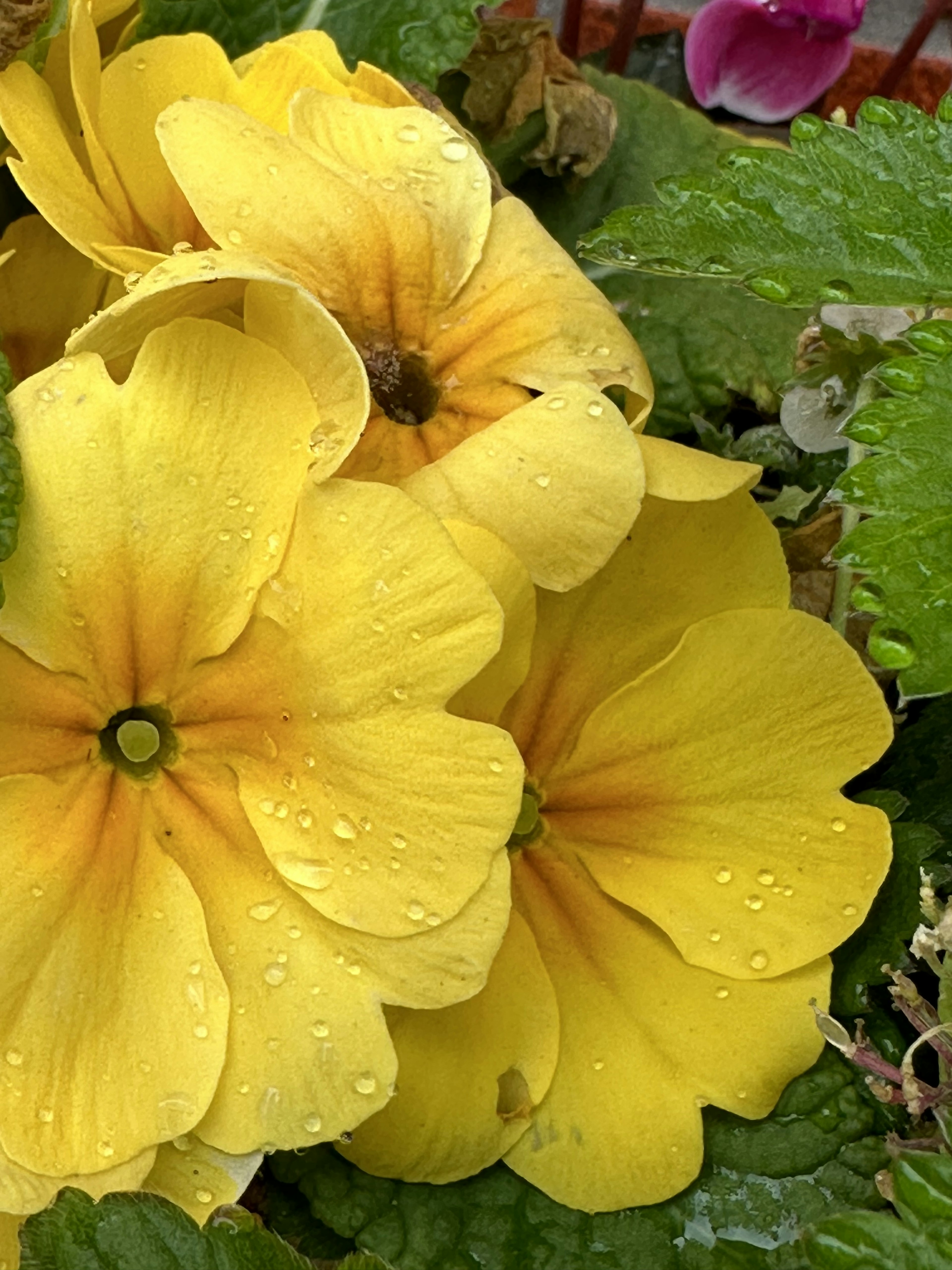 Lebendige gelbe Blumen mit Wassertropfen auf den Blütenblättern