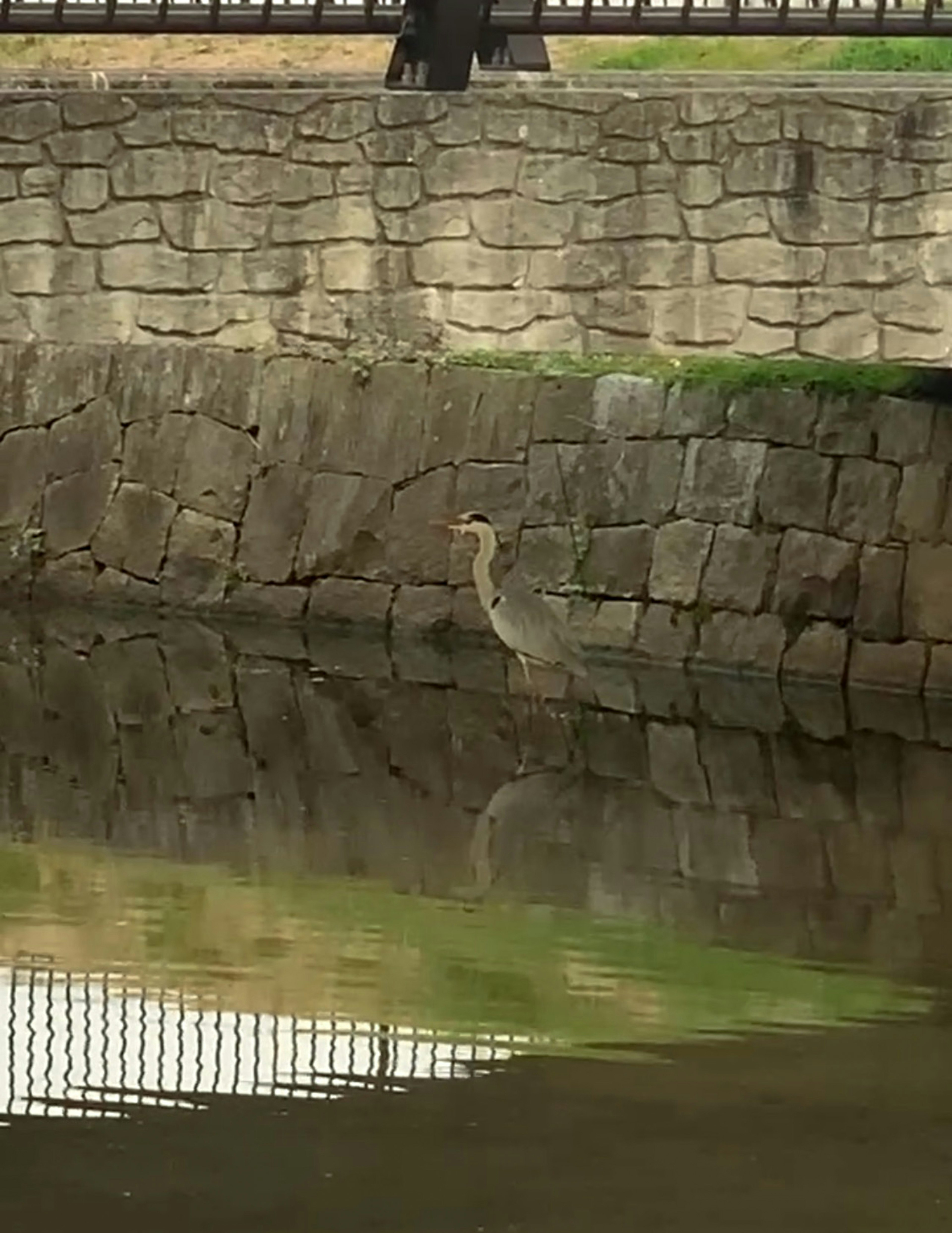 Burung heron berdiri di dekat dinding batu yang terpantul di air