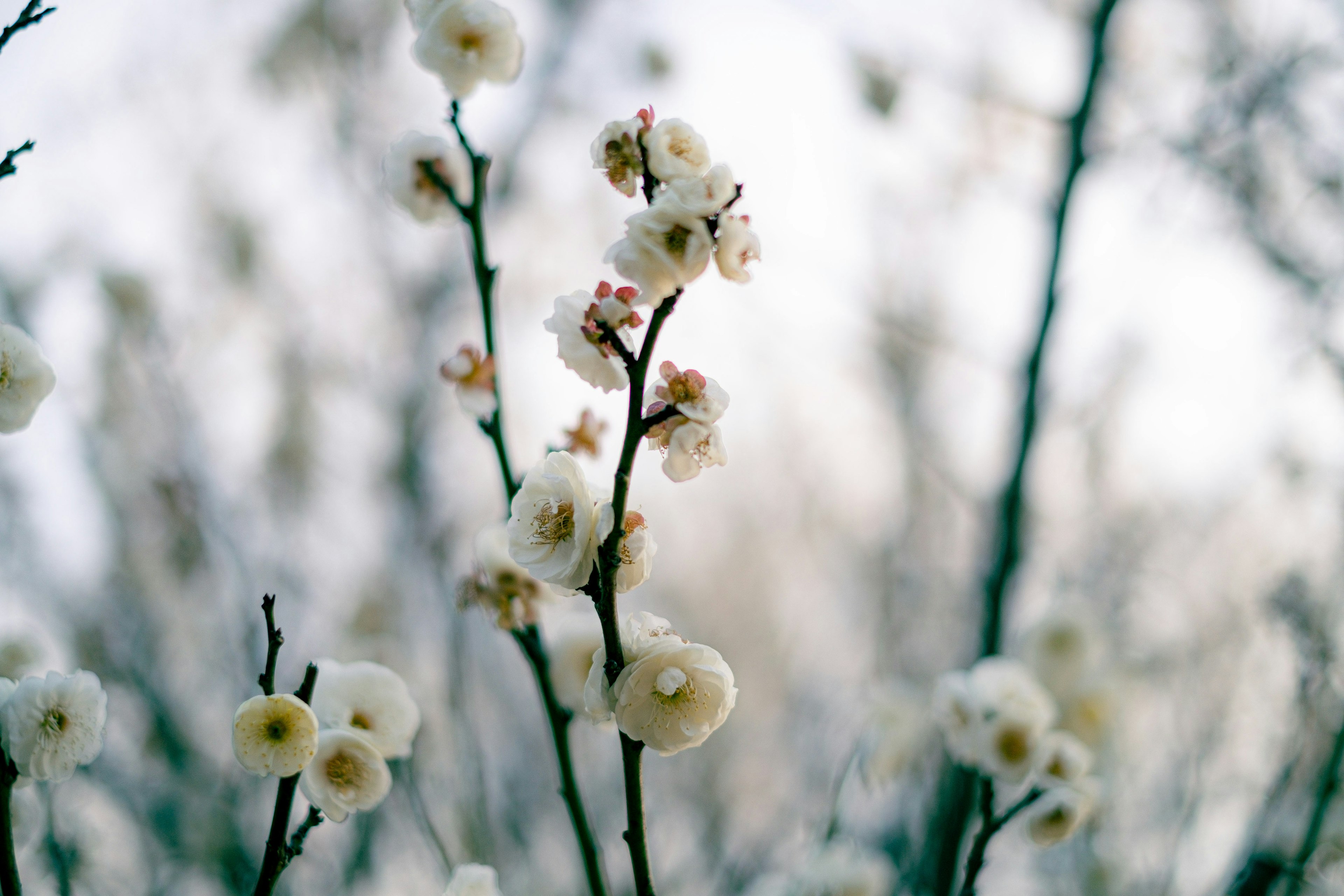 Nahaufnahme von weißen Blumen, die an Zweigen blühen, mit einem sanften Hintergrund