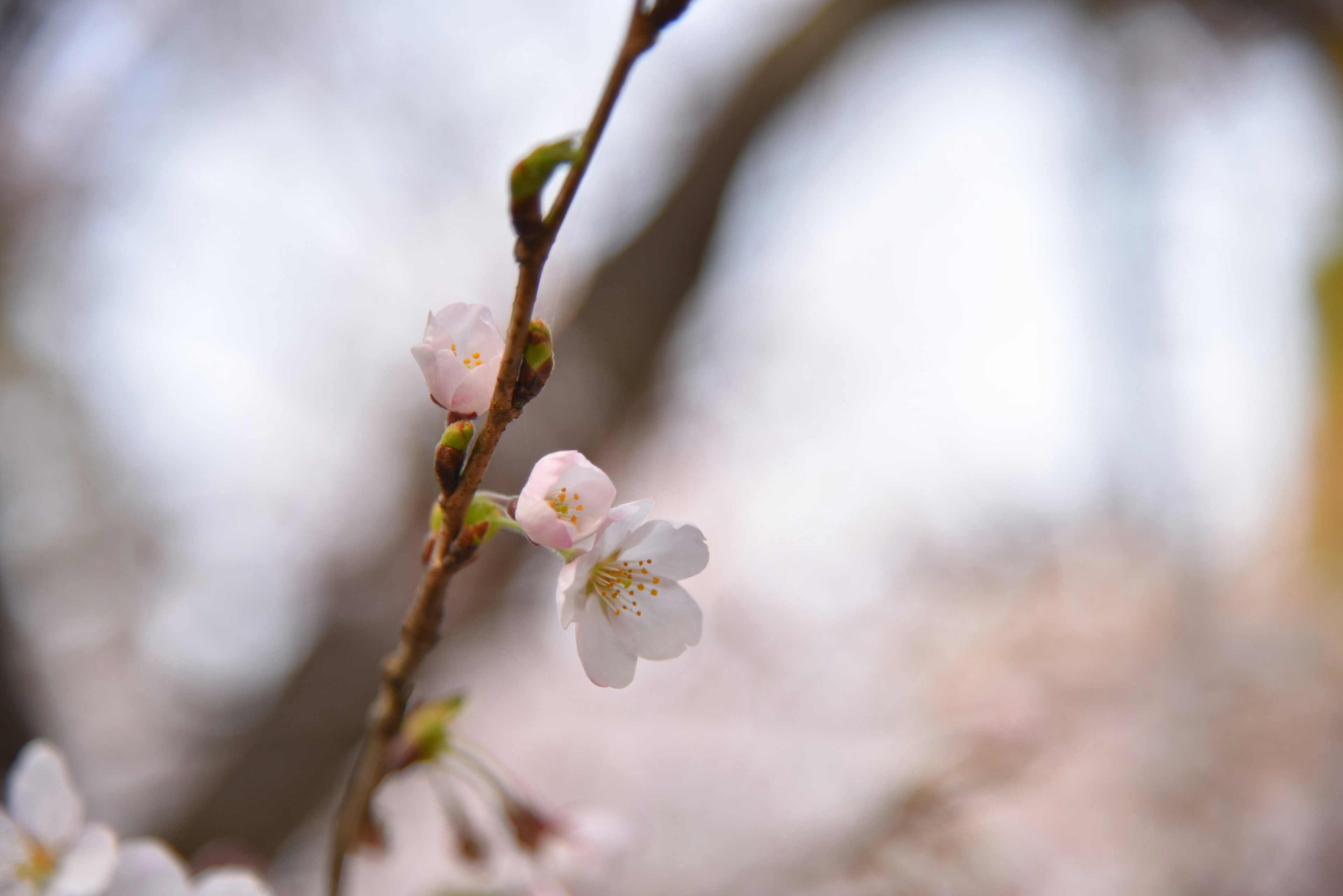 Gros plan sur des fleurs de cerisier sur une branche