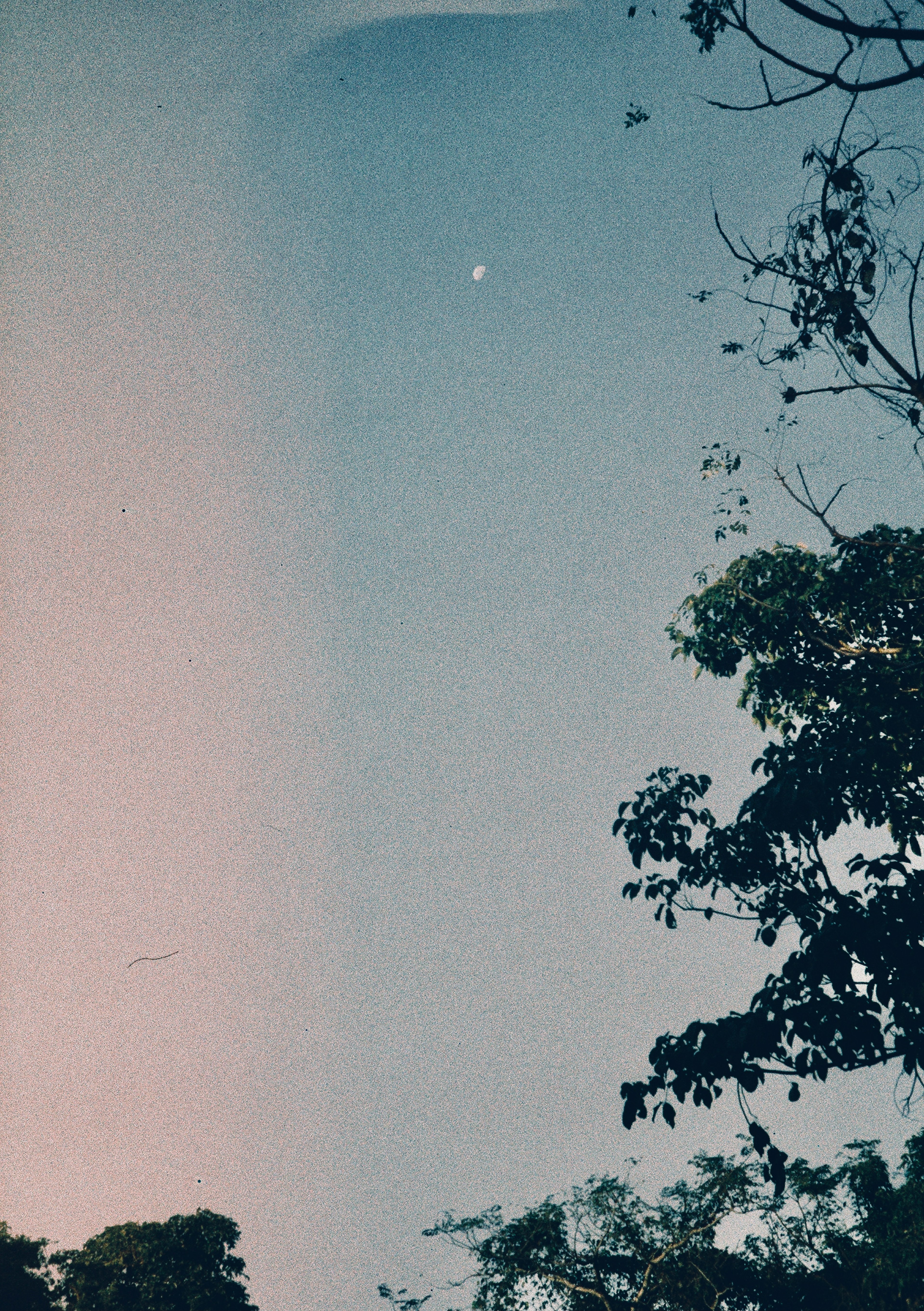 Silhouette of trees against a blue sky with a bright white star