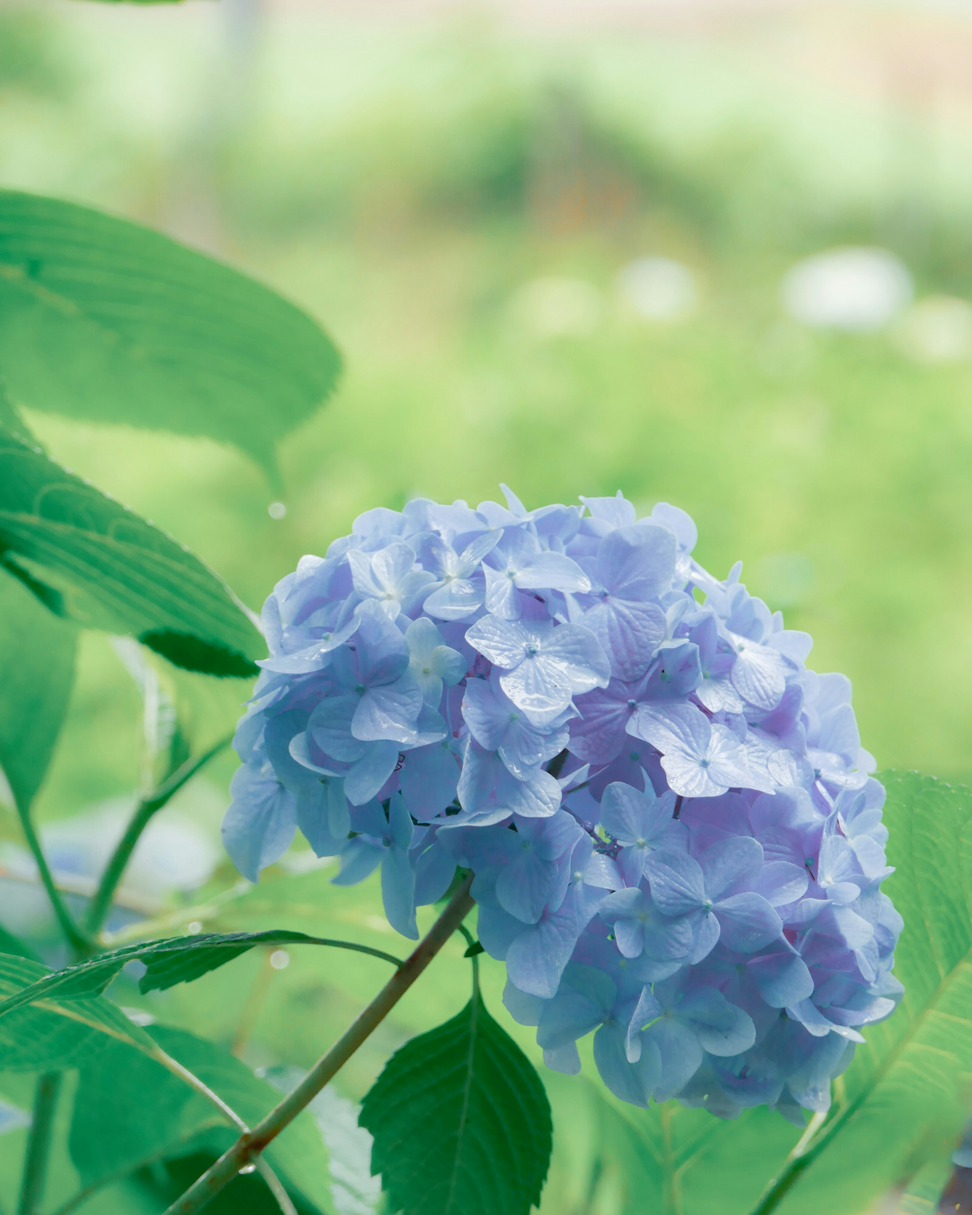 Flor de hortensia azul y hojas verdes