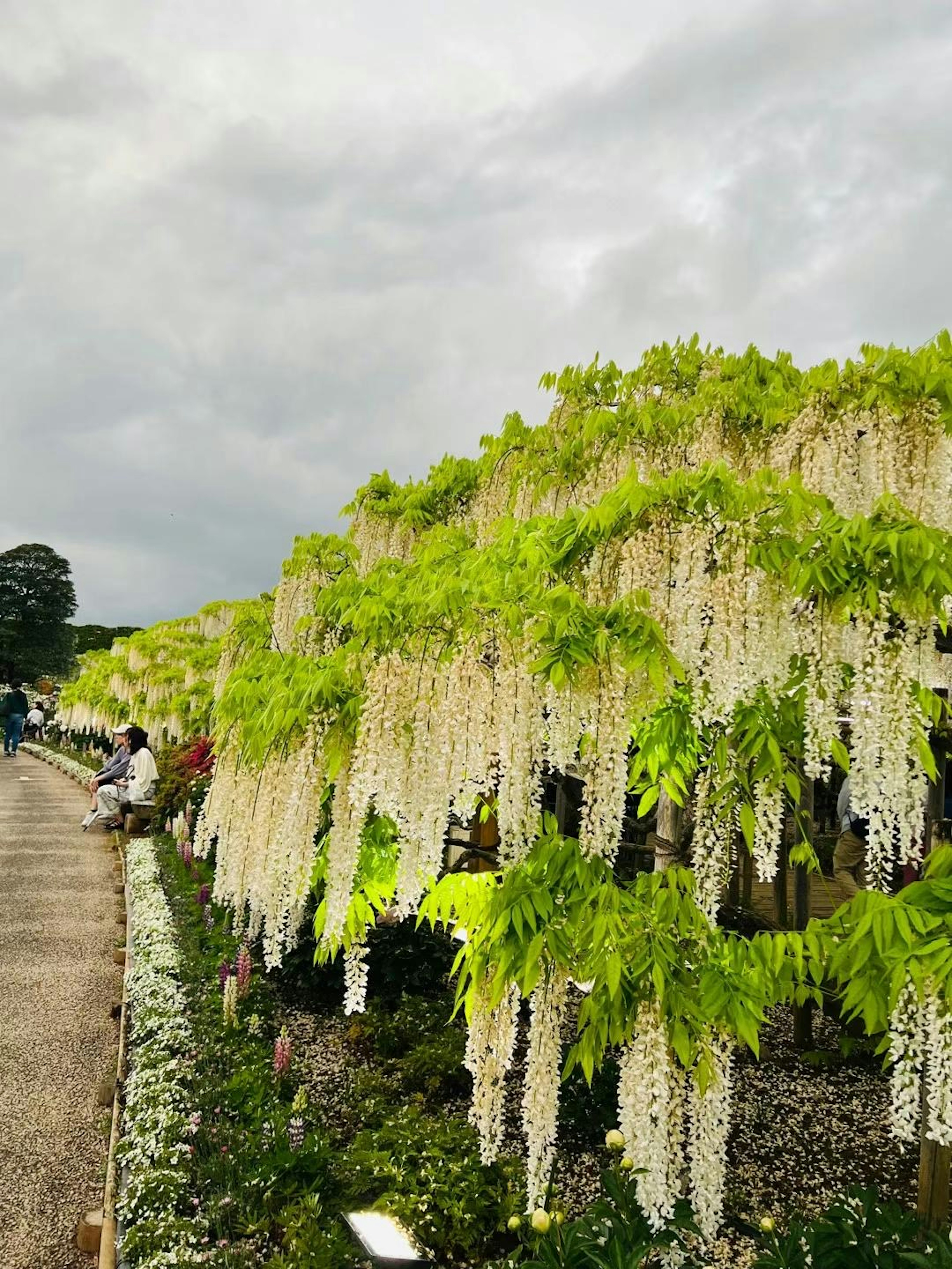 白い藤の花が垂れ下がる美しい庭の風景