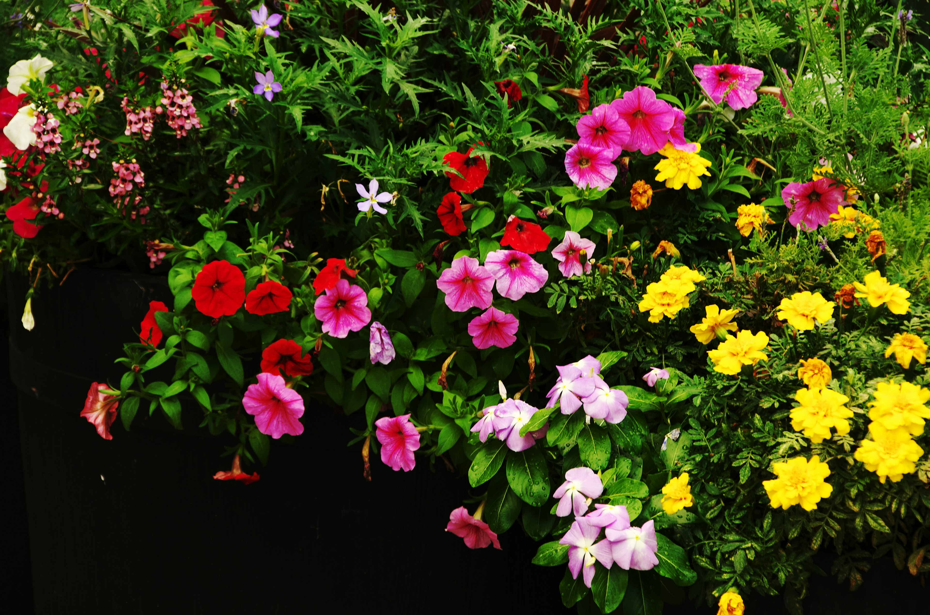 Vibrant flower arrangement in a planter with various colors